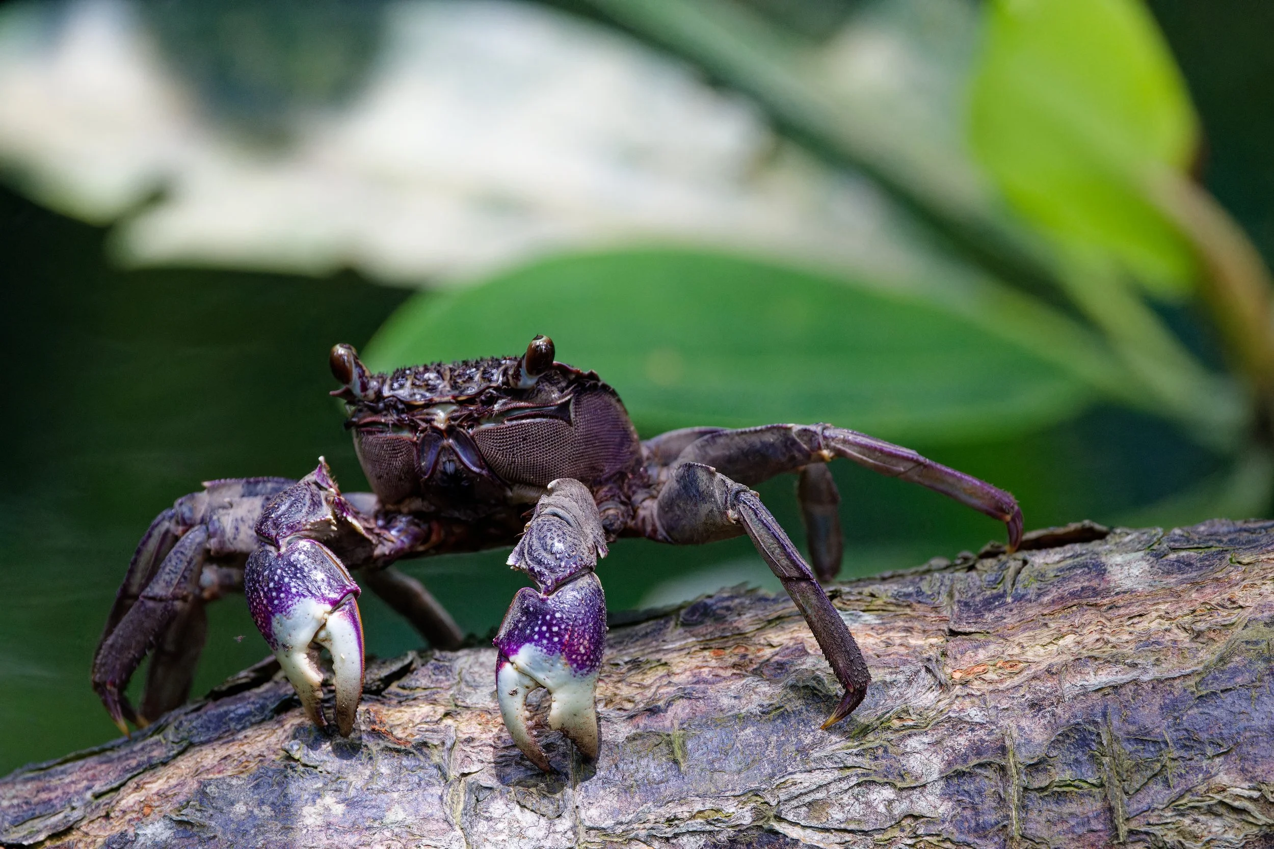 Violet Vinegar Crab.jpg