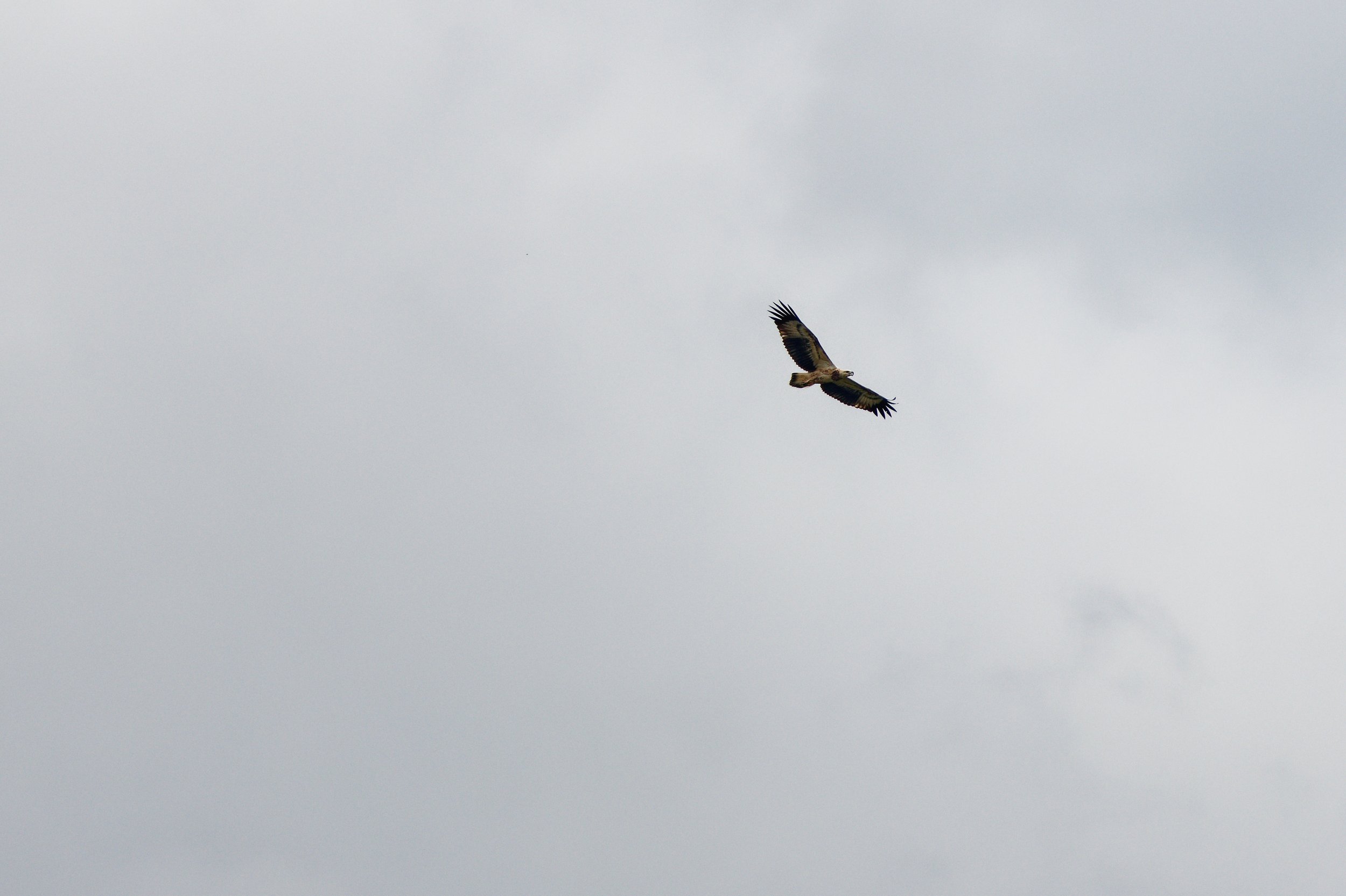 White-bellied Sea Eagle.jpg