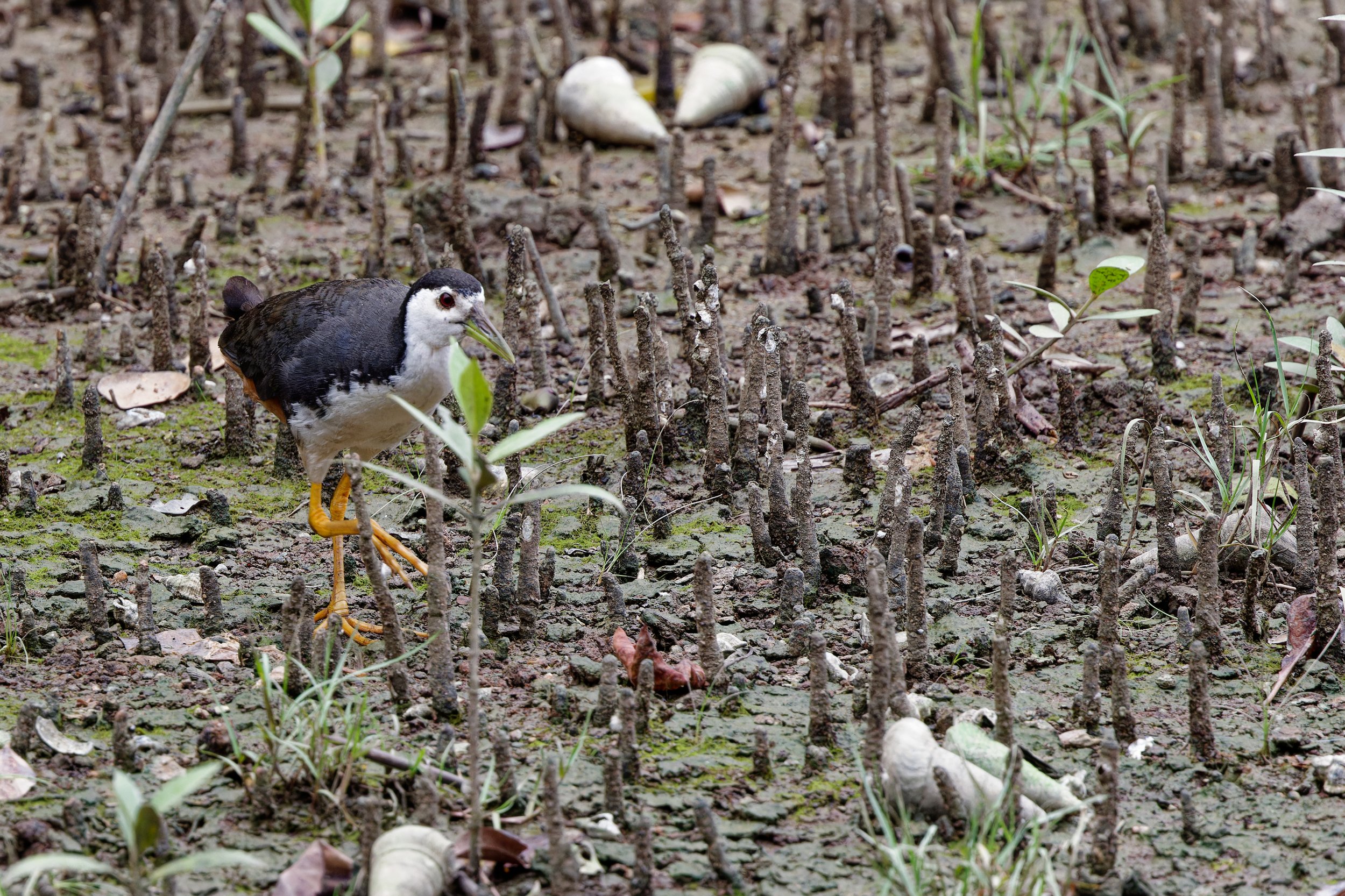 White-breasted Waterhen (1).jpg
