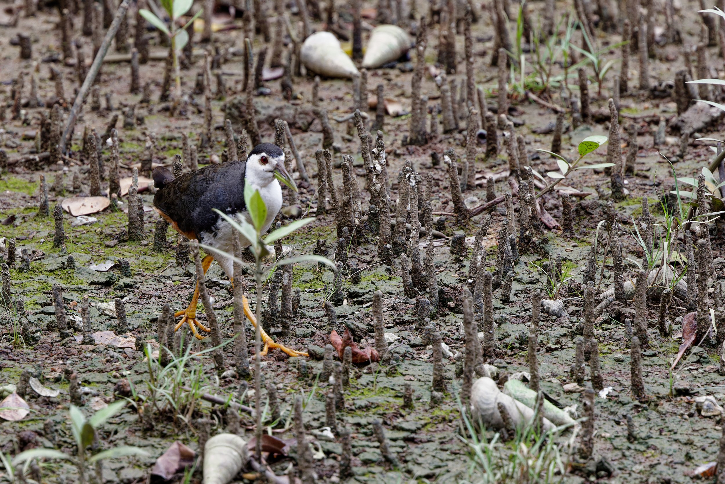 White-breasted Waterhen (2).jpg