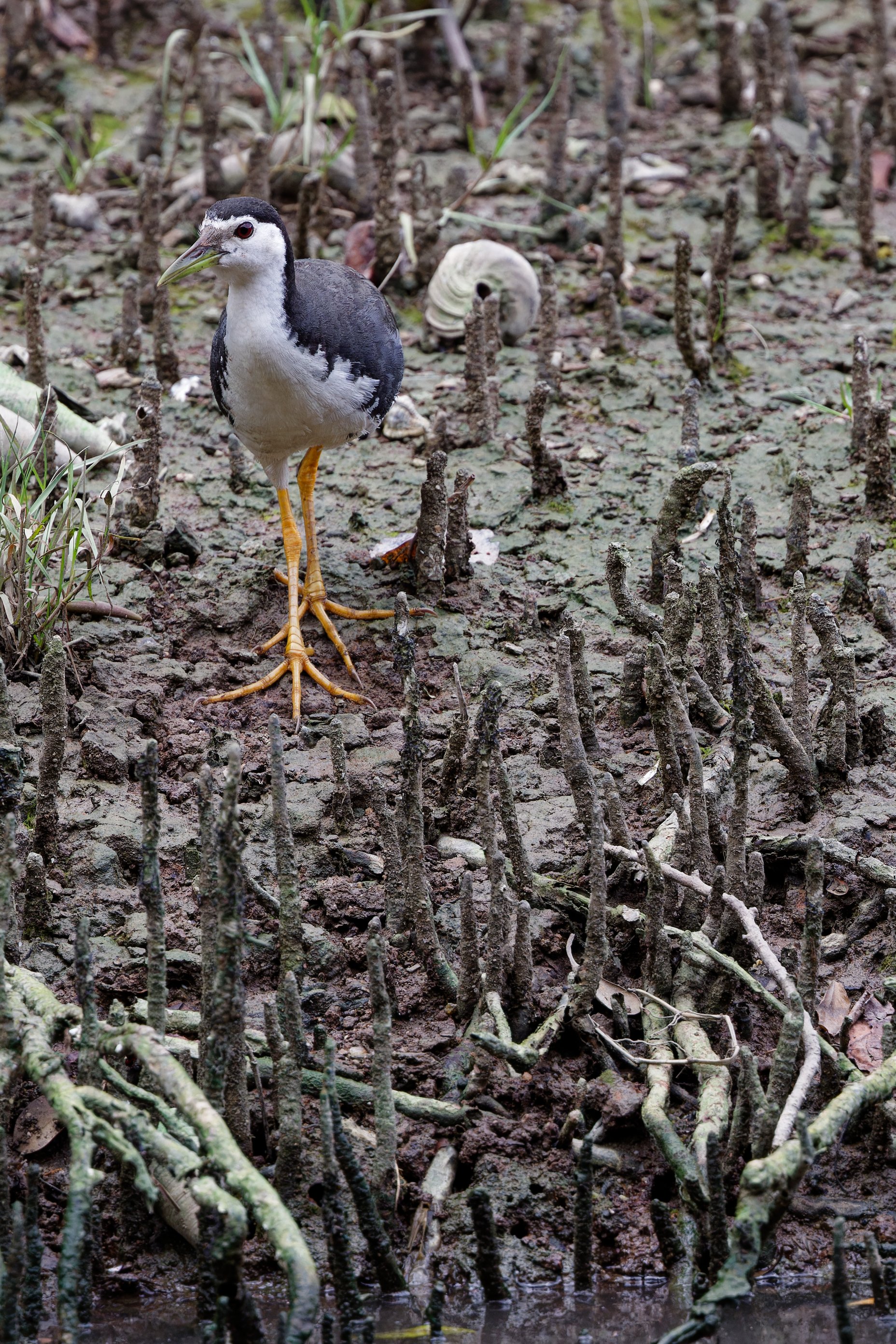 White-breasted Waterhen (3).jpg