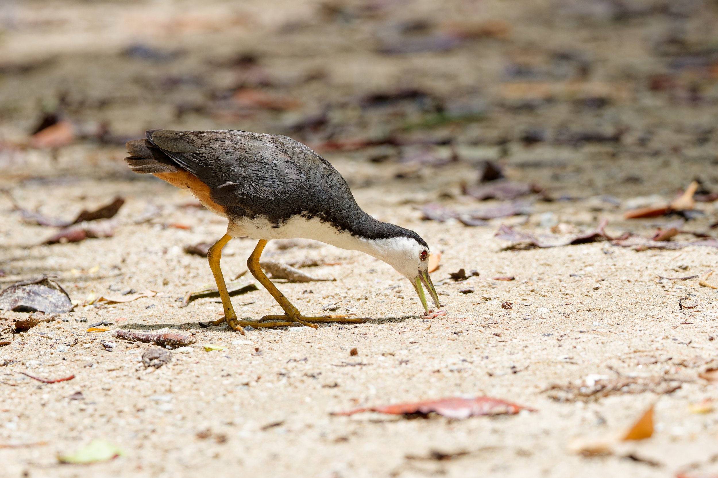 White-breasted Waterhen (4).jpg