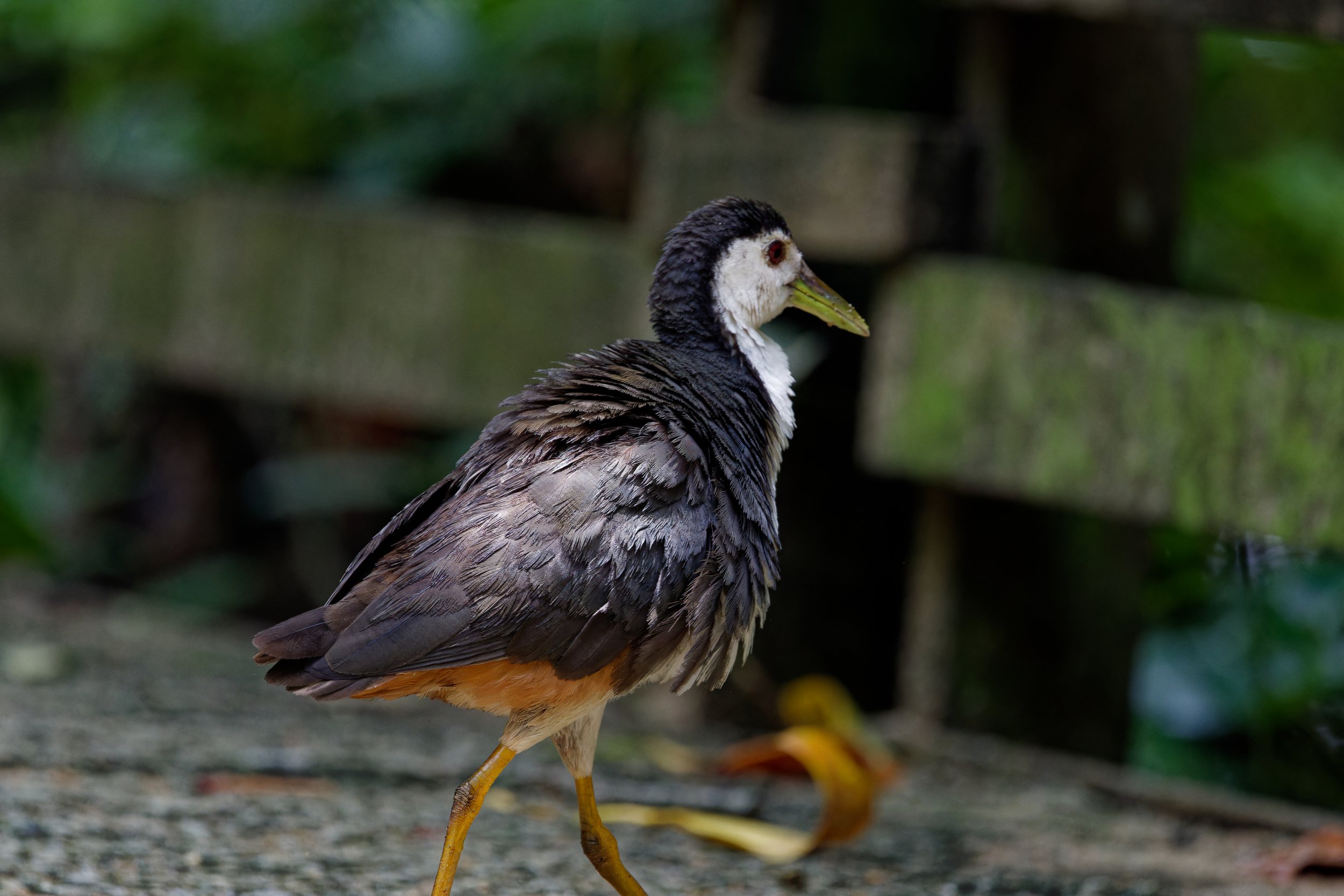 White-breasted Waterhen (6).jpg