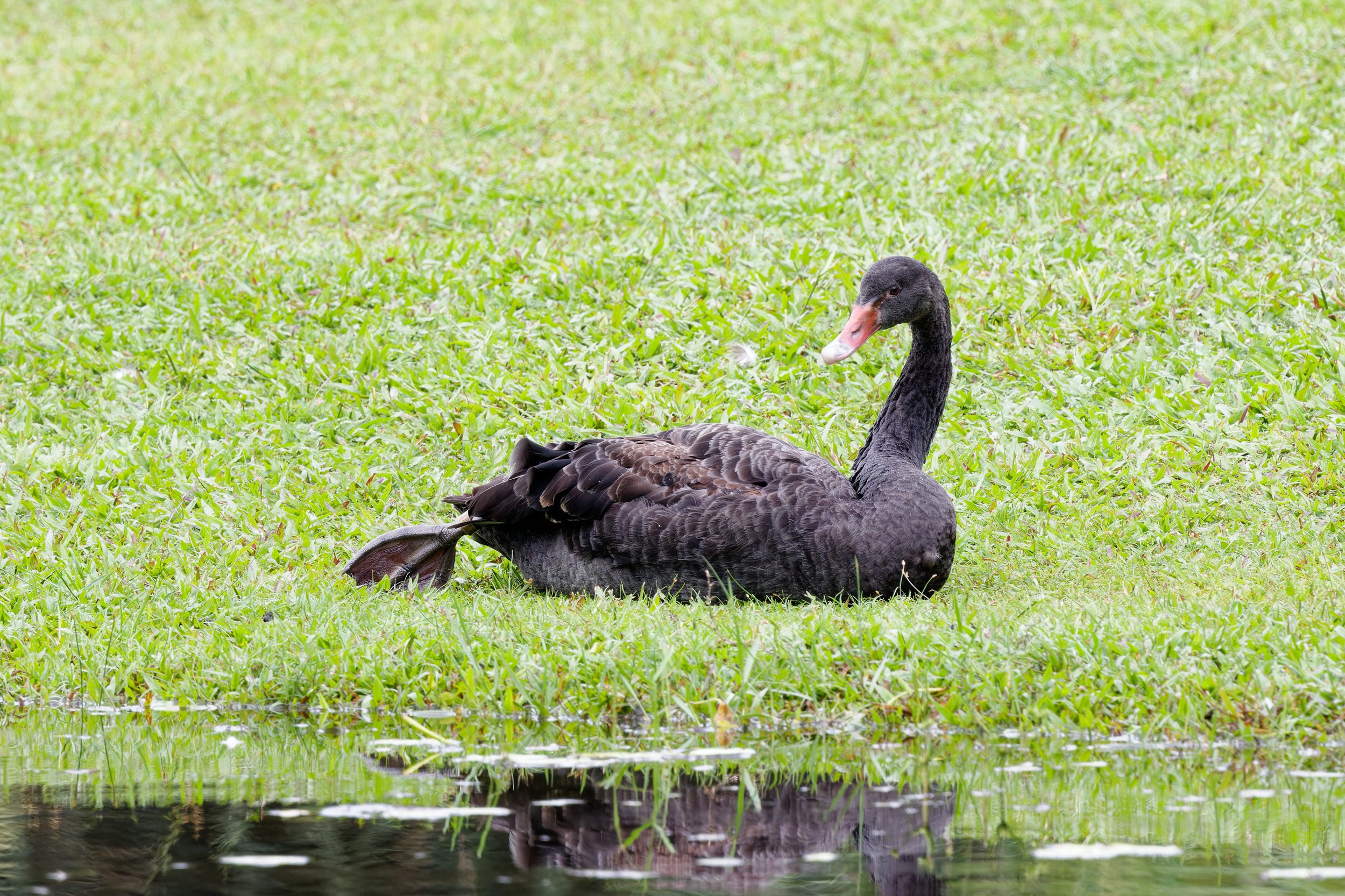 Black Swan.jpg