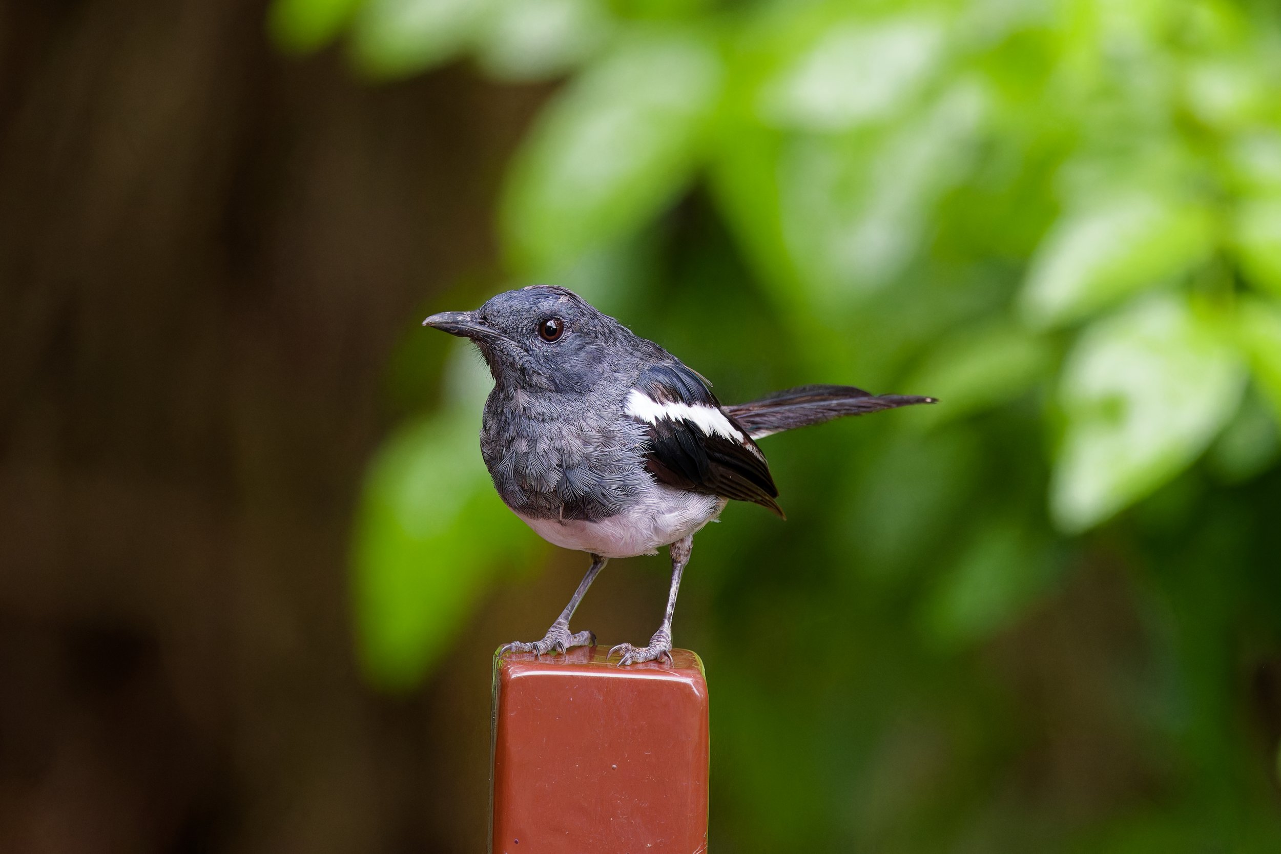 Oriental Magpie-Robin.jpg