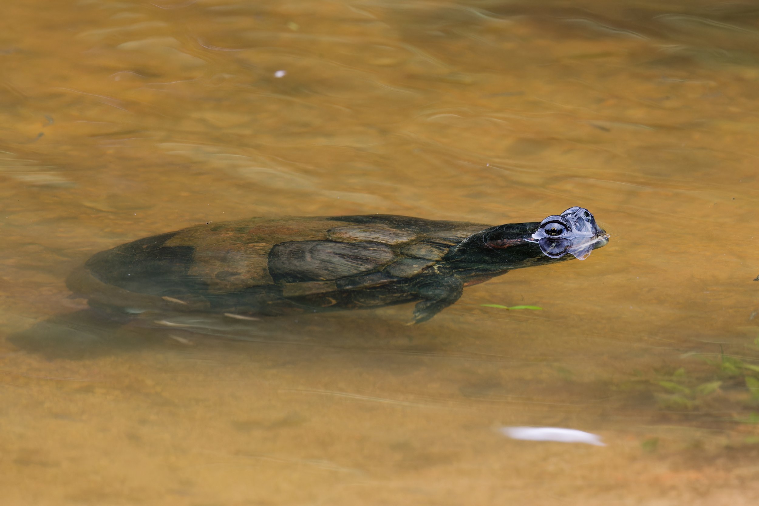 Red-eared Slider.jpg