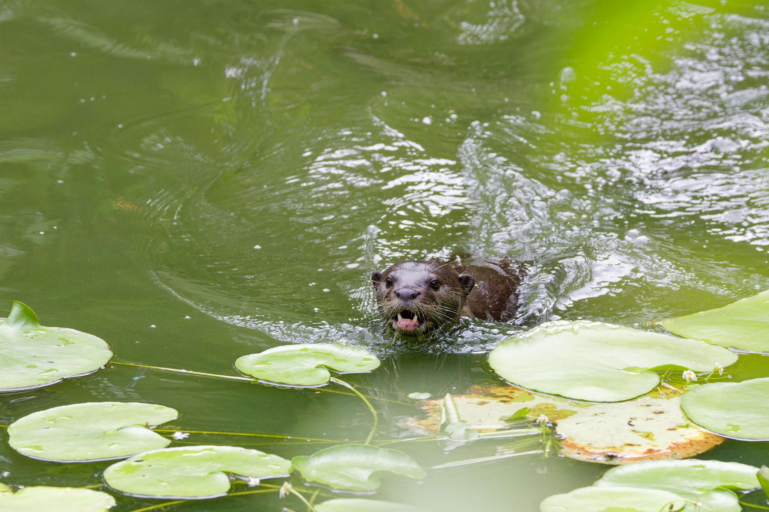 Smooth-coated Otter (2).jpg
