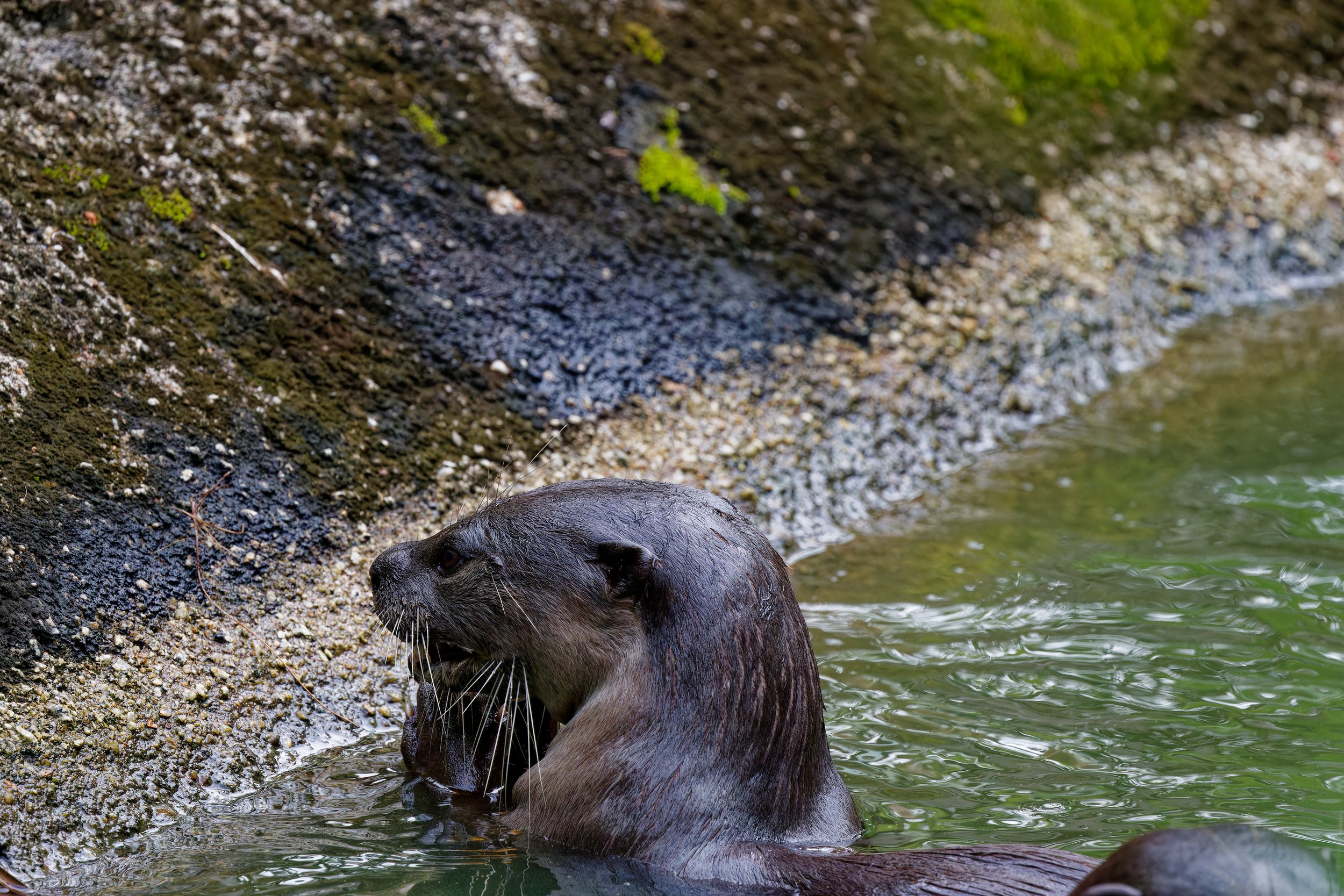 Smooth-coated Otter (1).jpg