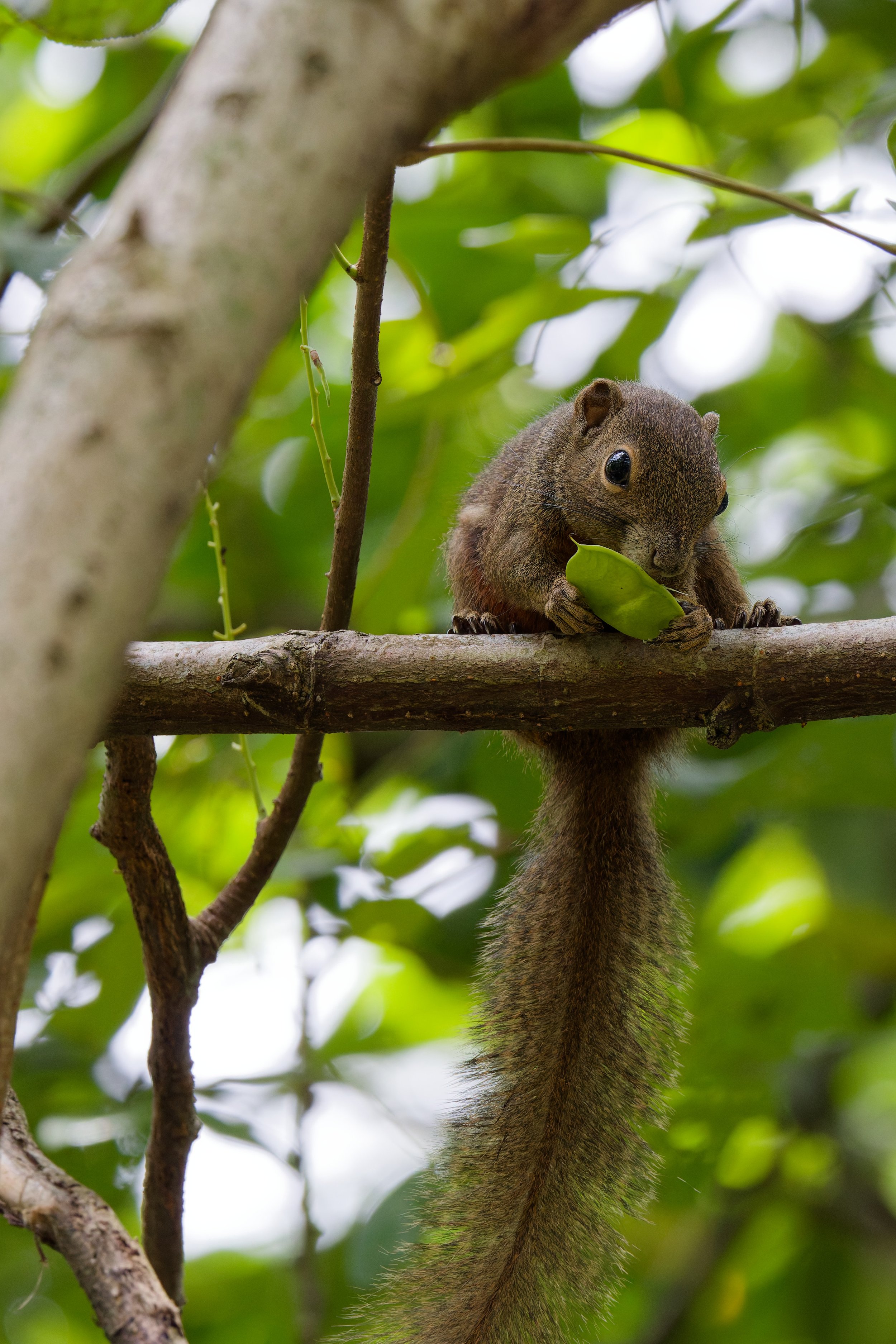 Plantain Squirrel (1).jpg