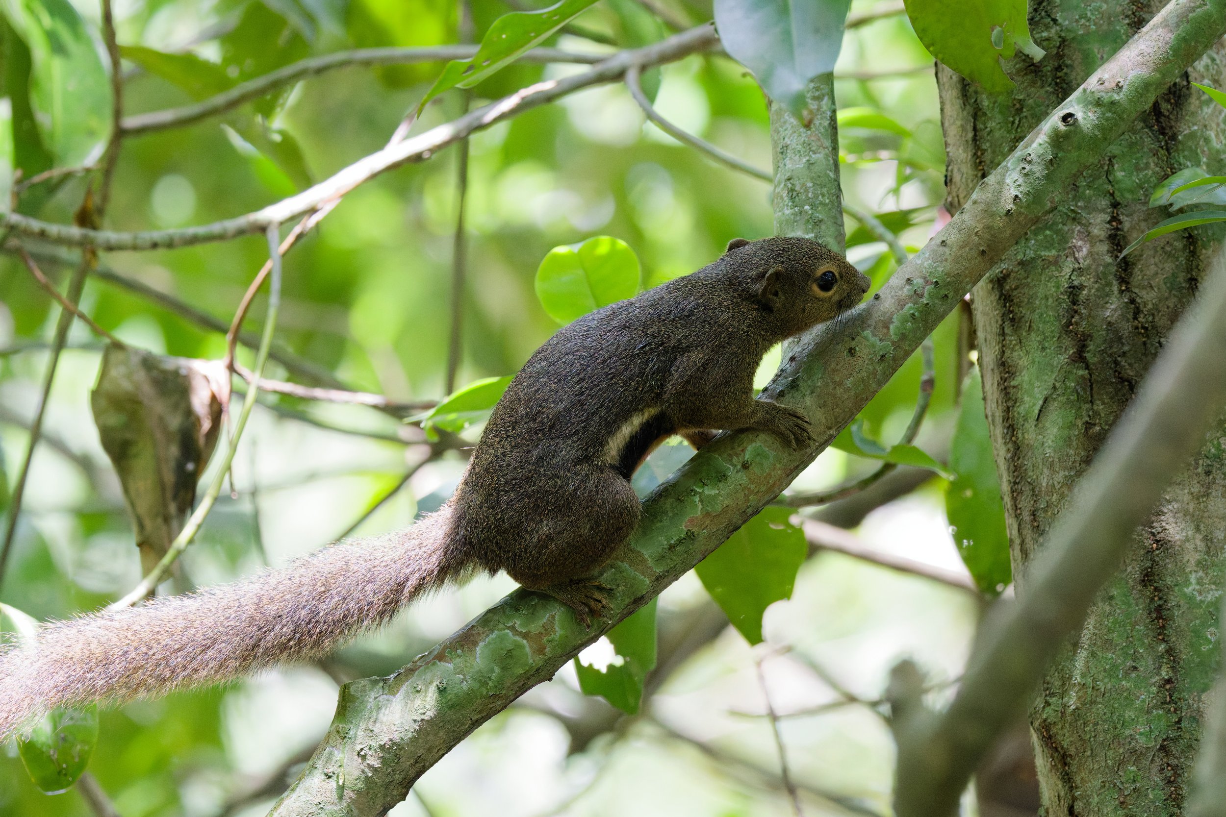 Plantain Squirrel (2).jpg
