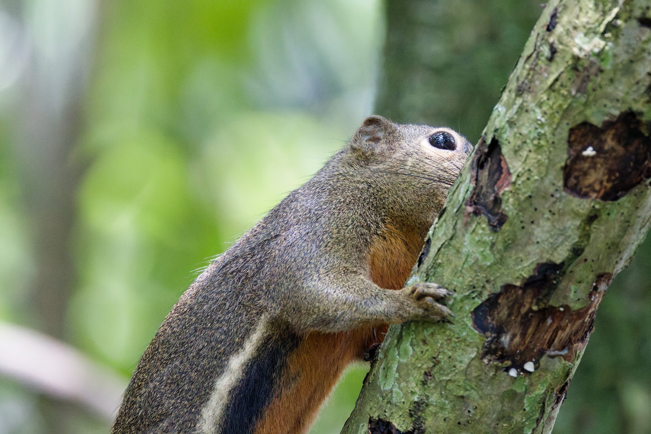 Plantain Squirrel (3).jpg