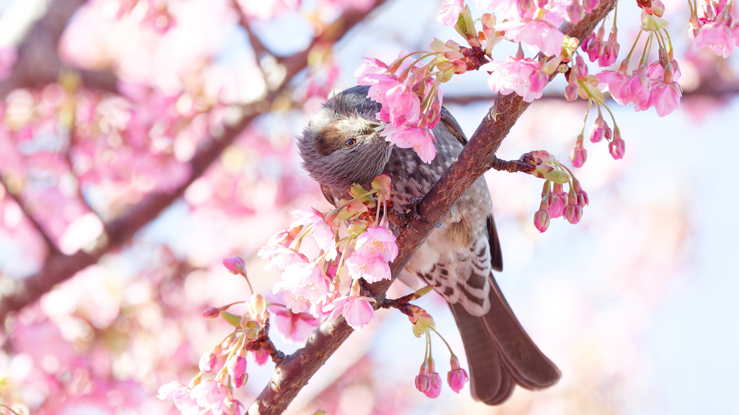 Brown-eared Bulbul (2).jpg