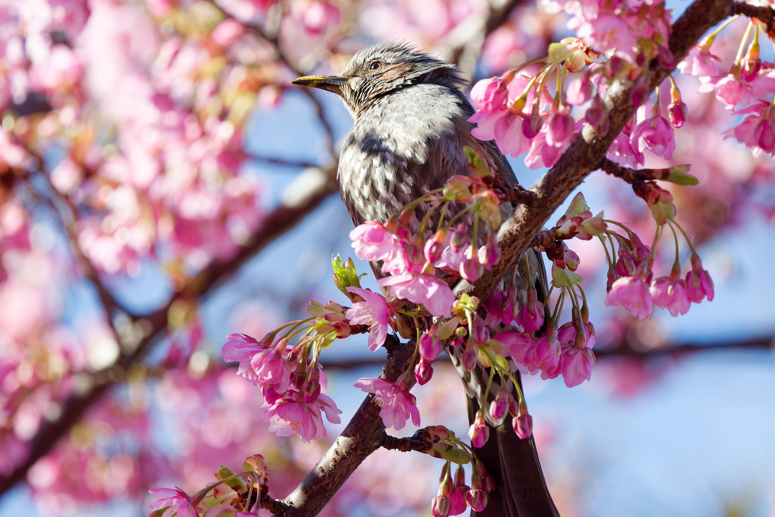 Brown-eared Bulbul (3).jpg