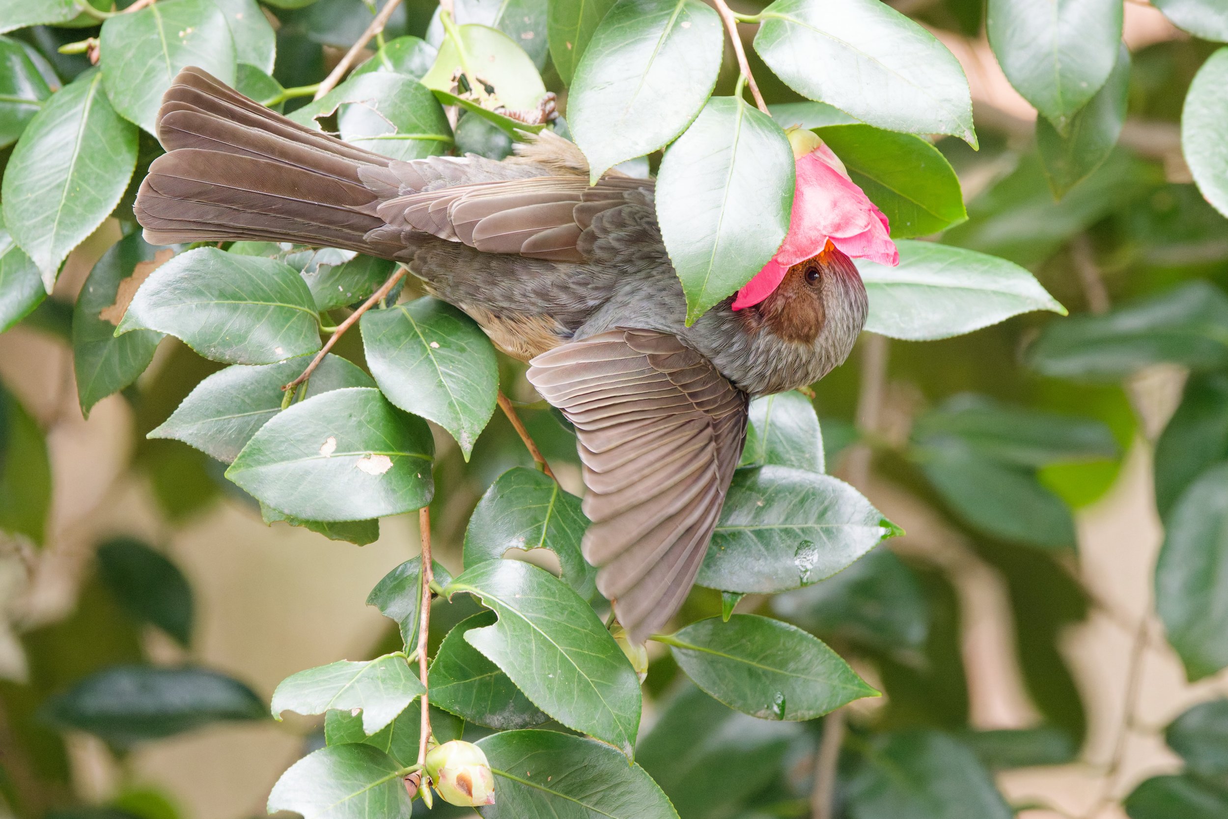 Brown-eared Bulbul (1).jpg
