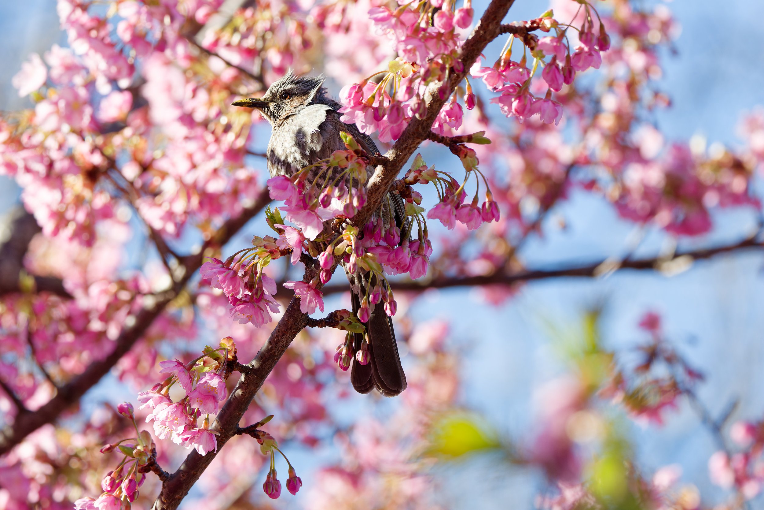 Brown-eared Bulbul (4).jpg