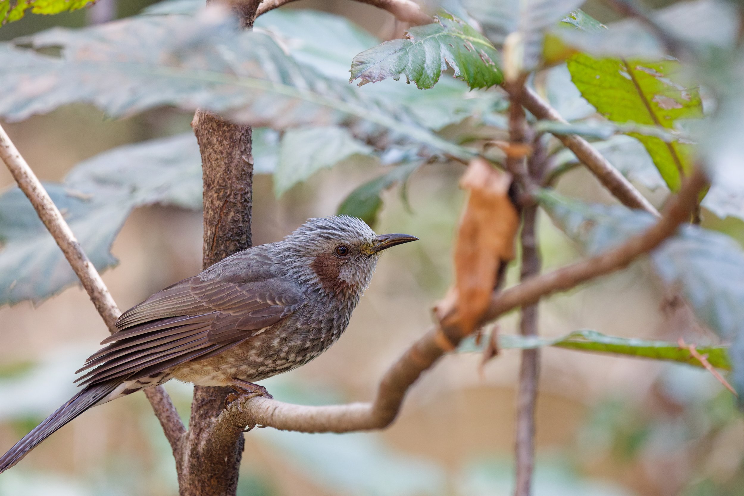 Brown-eared Bulbul (5).jpg