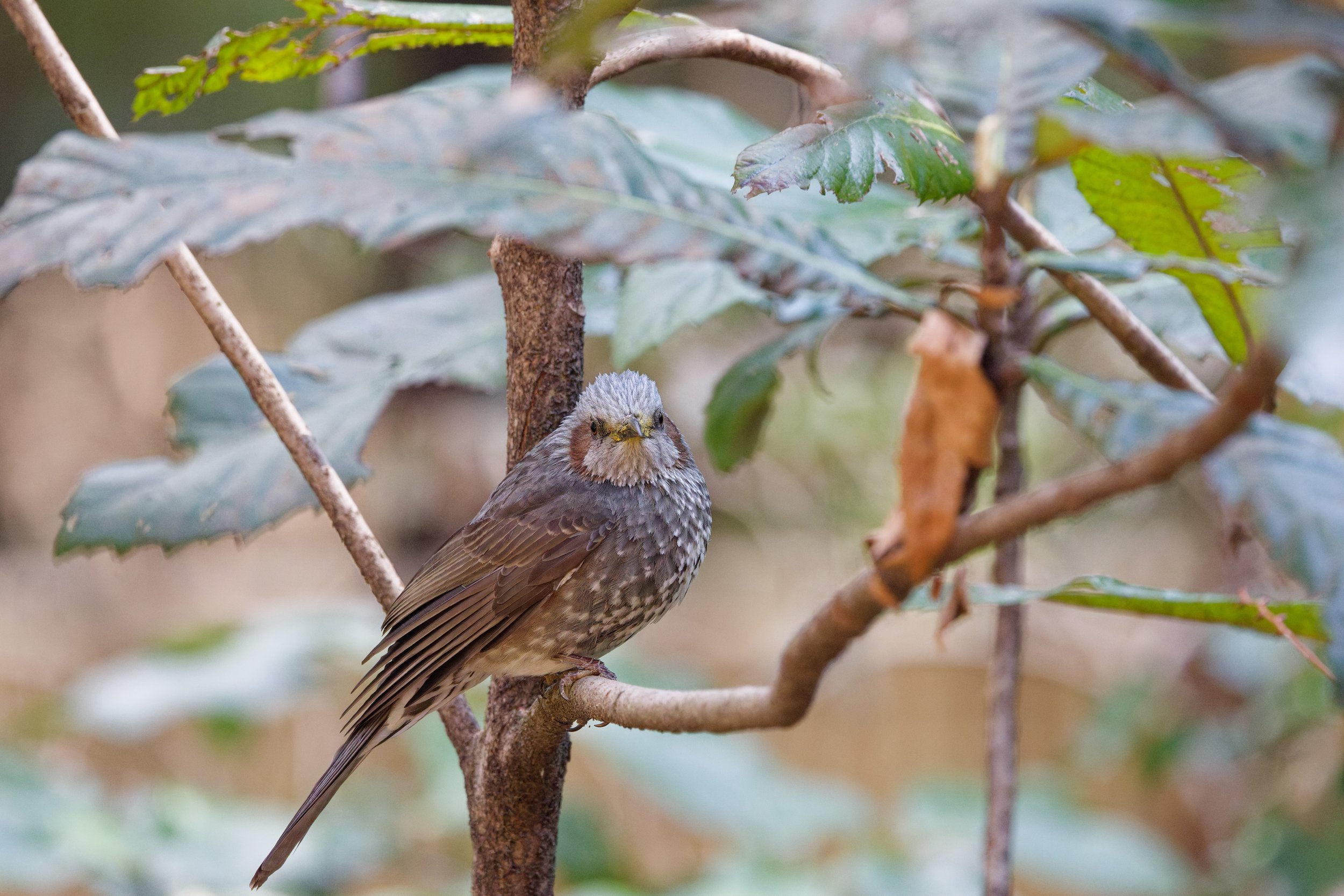 Brown-eared Bulbul (6).jpg