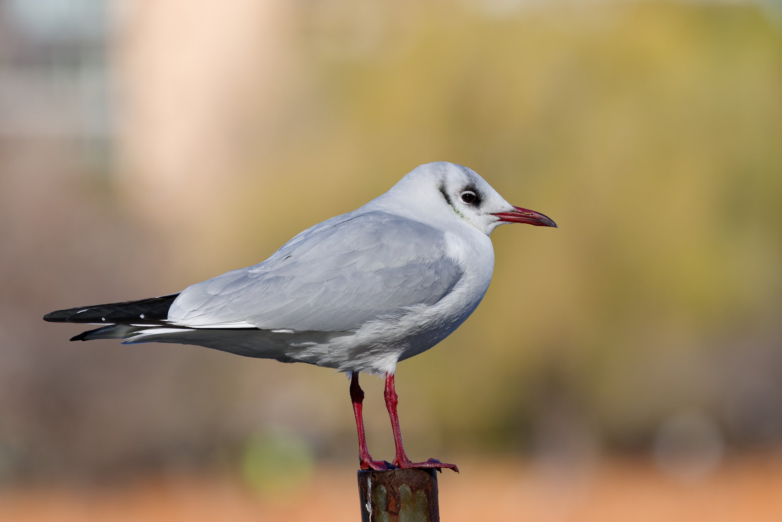 Black-headed Gull (1).jpg