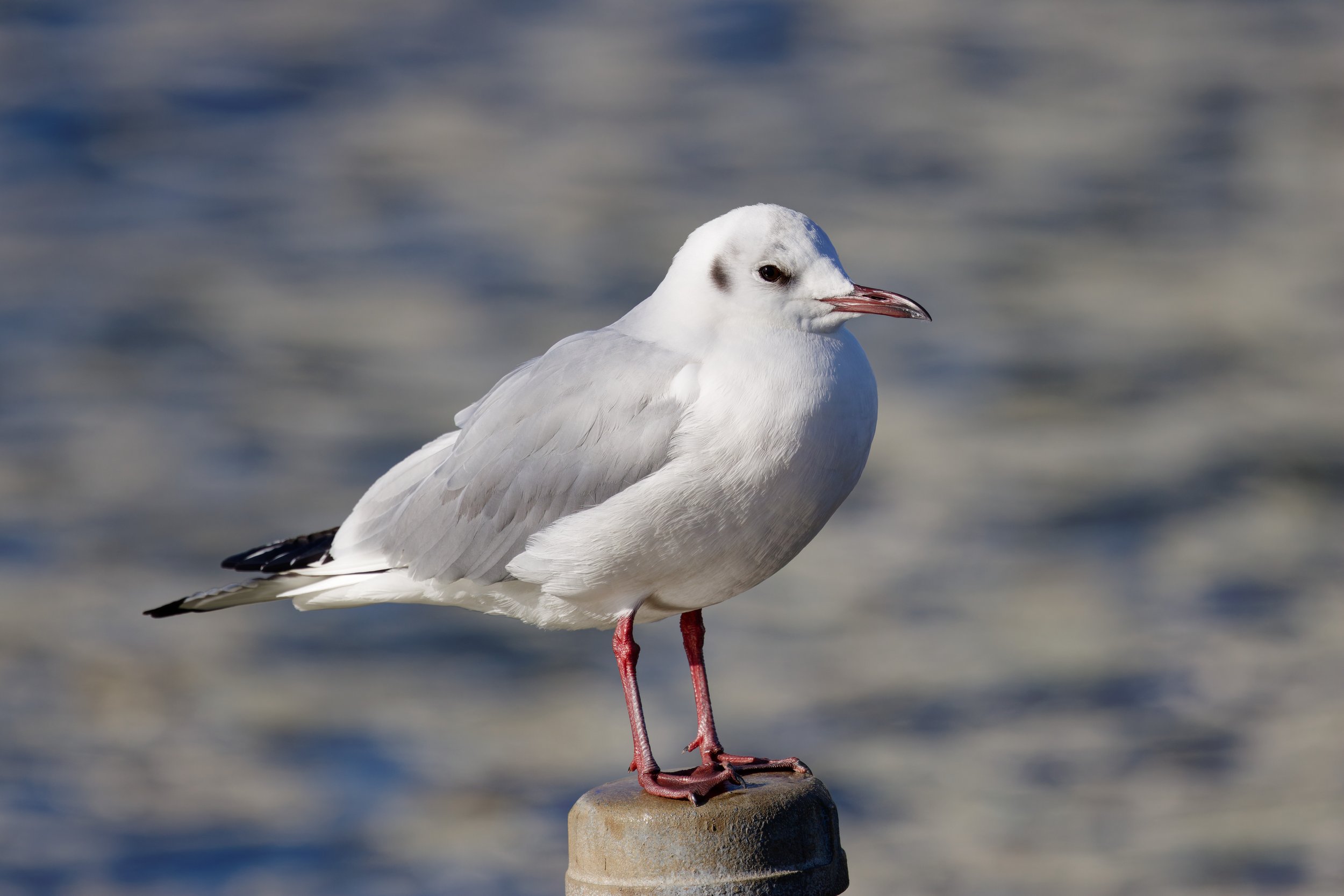 Black-headed Gull (2).jpg