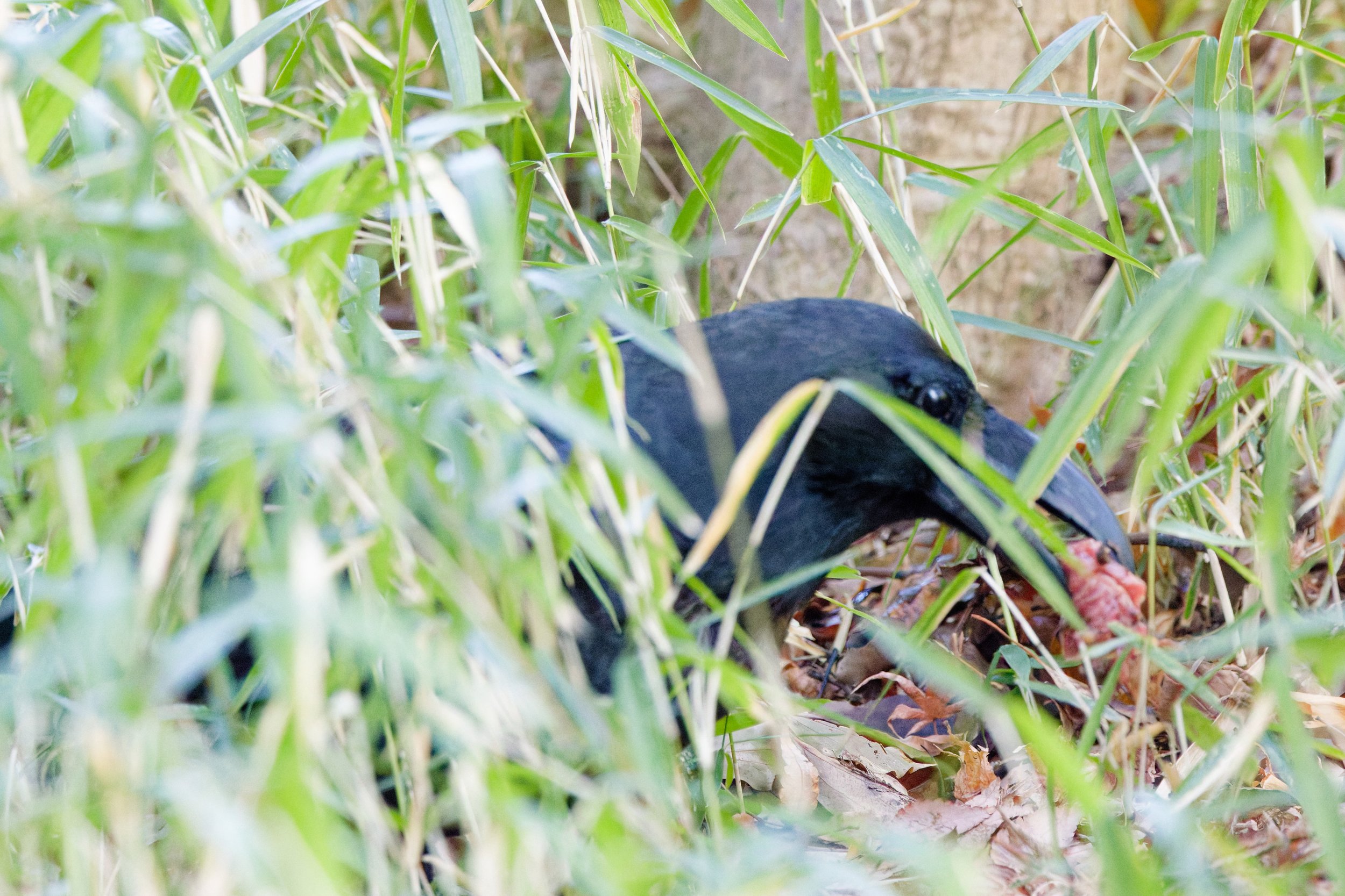 Carrion Crow (1).jpg