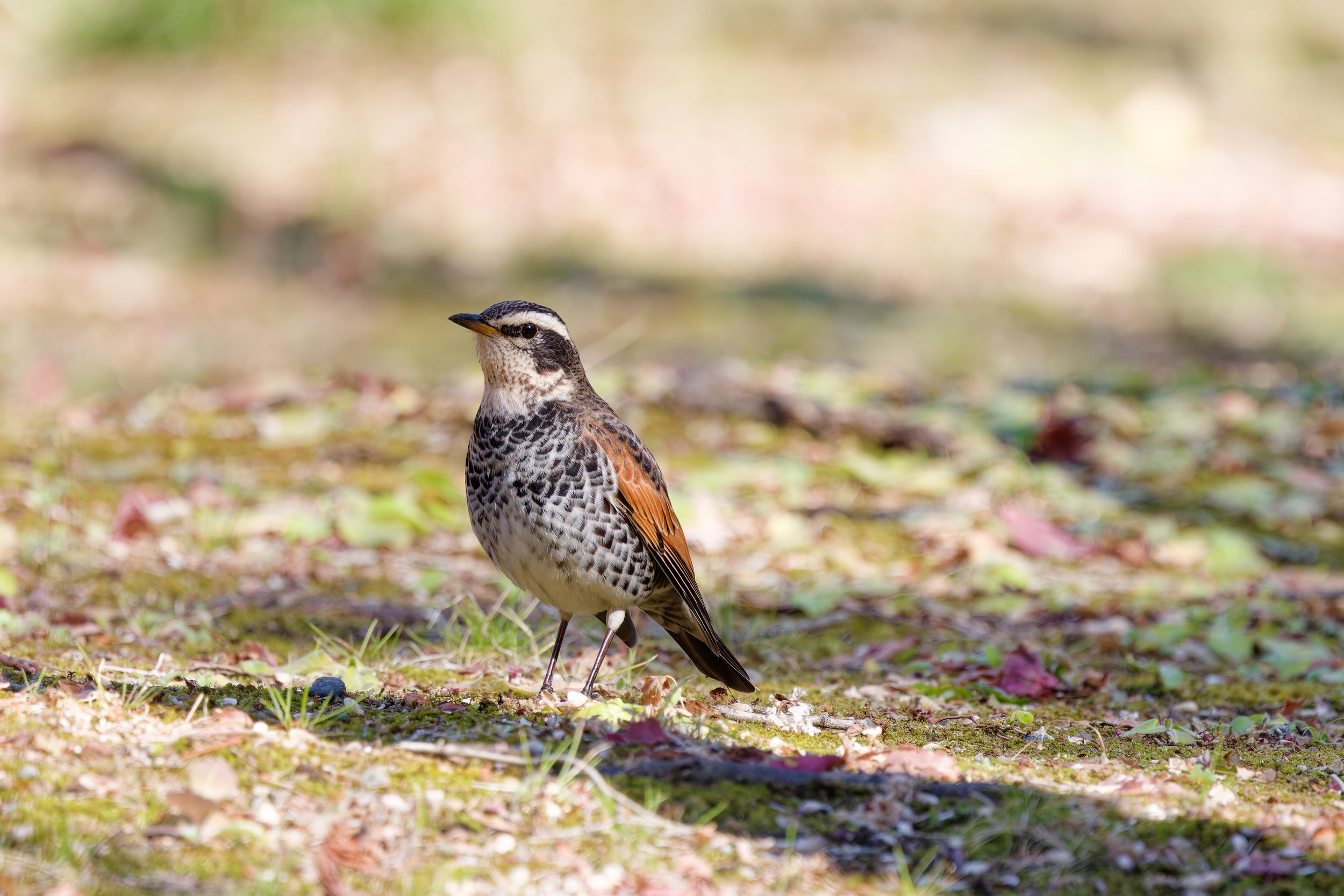 Dusky Thrush (1).jpg