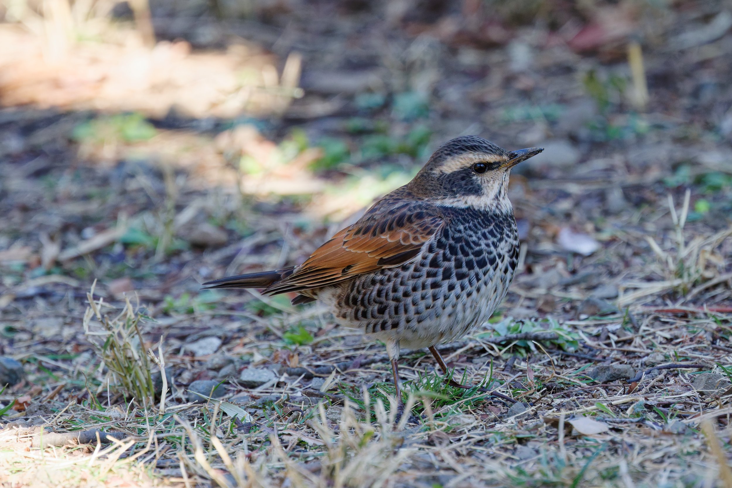 Dusky Thrush (2).jpg