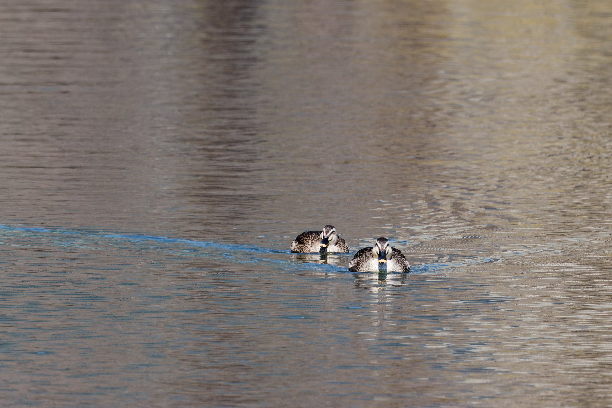 Eastern Spot-billed Duck (1).jpg