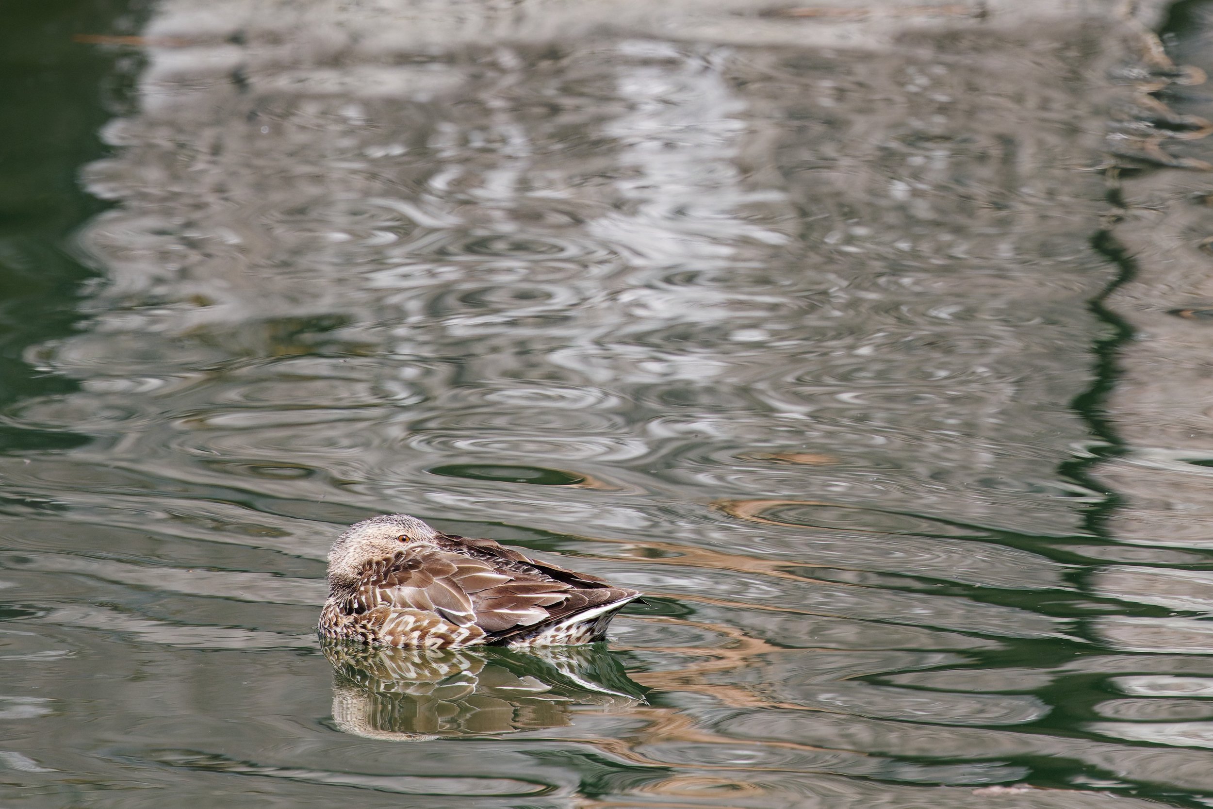 Eastern Spot-billed Duck (2).jpg