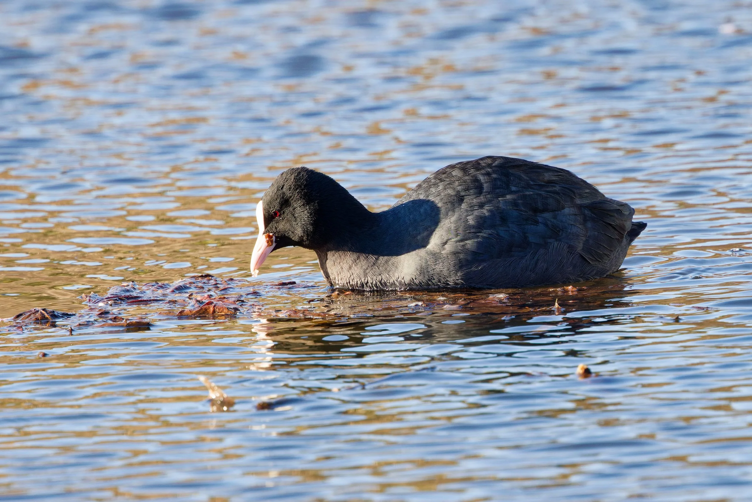 Eurasian Coot (2).jpg