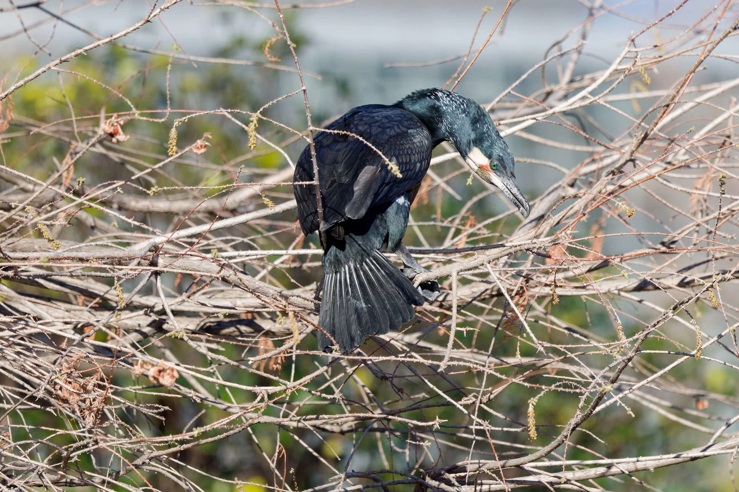 Great Cormorant (3).jpg