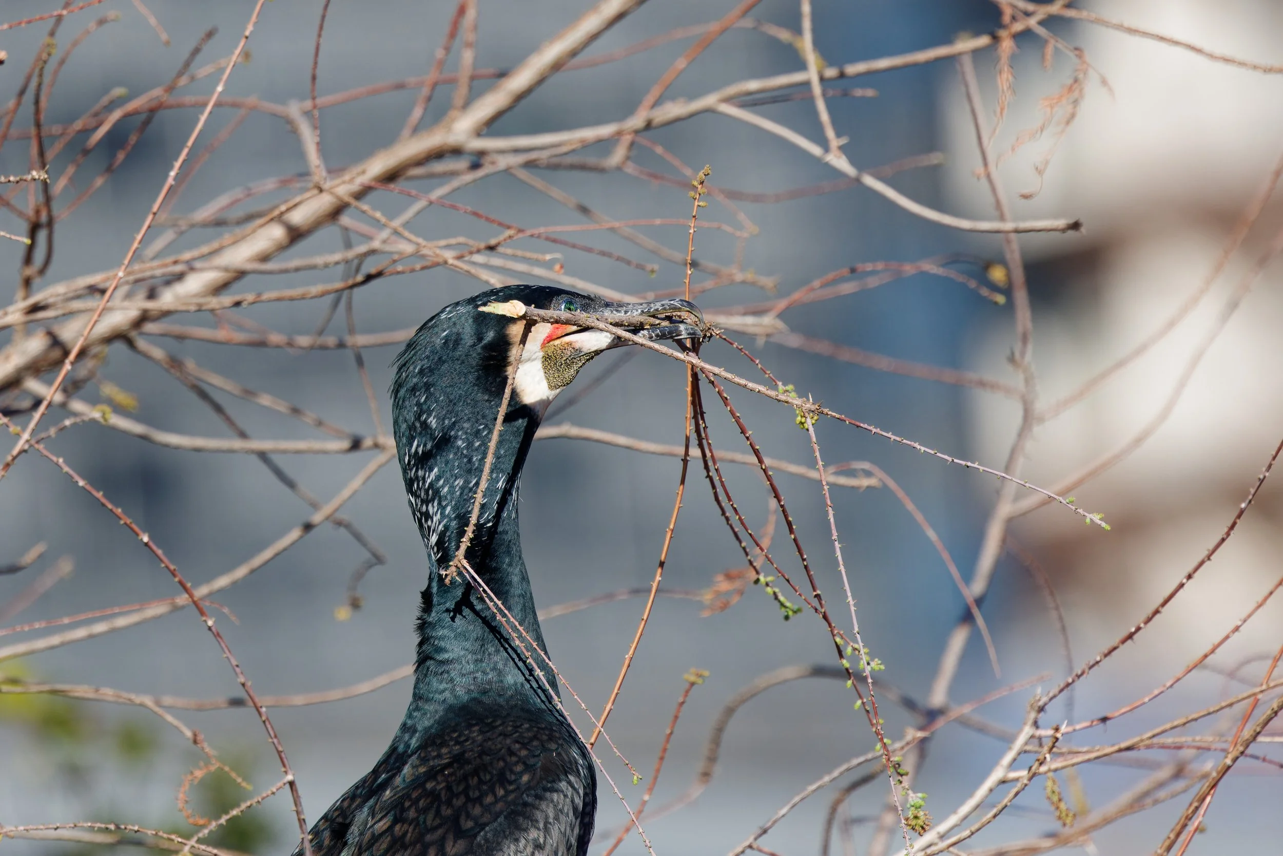 Great Cormorant (4).jpg