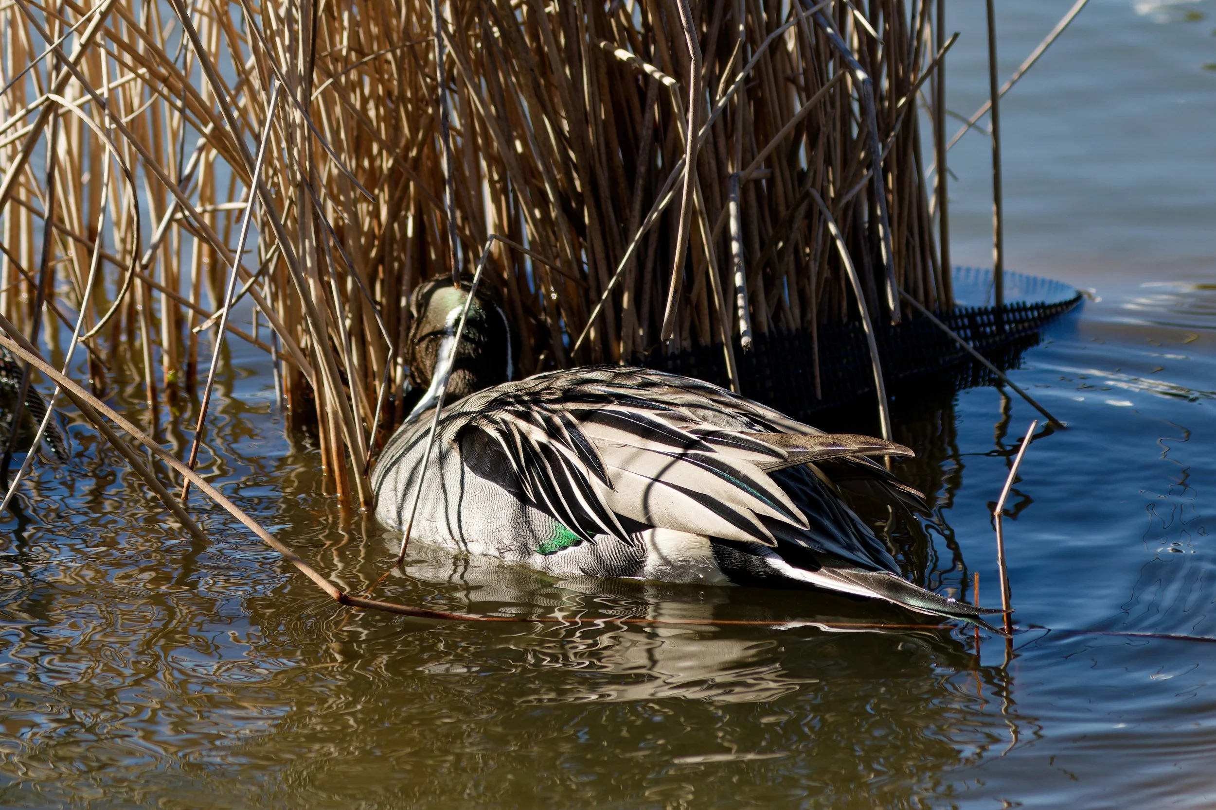 Green-winged Teal (1).jpg