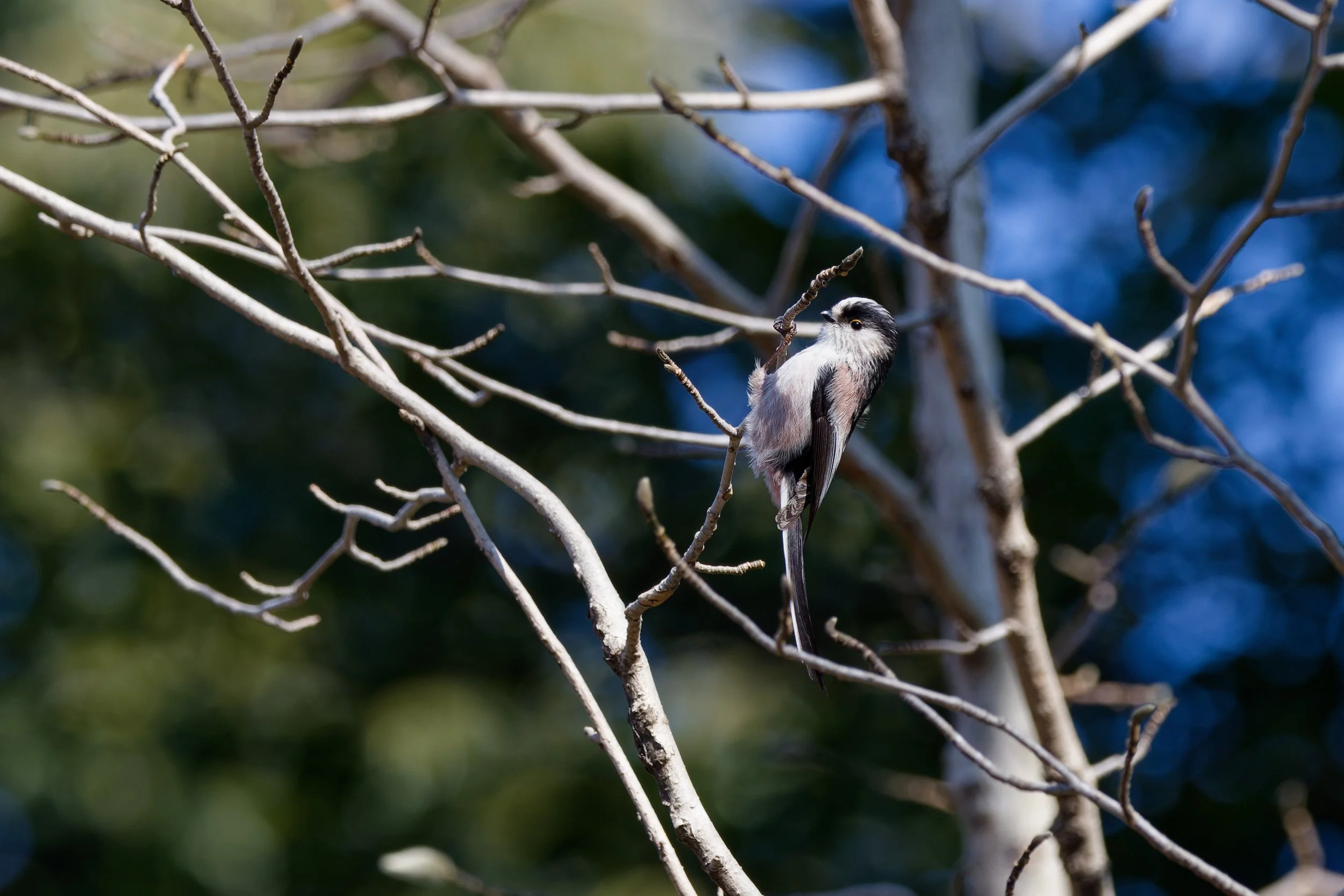 Long-tailed Tit (2).jpg
