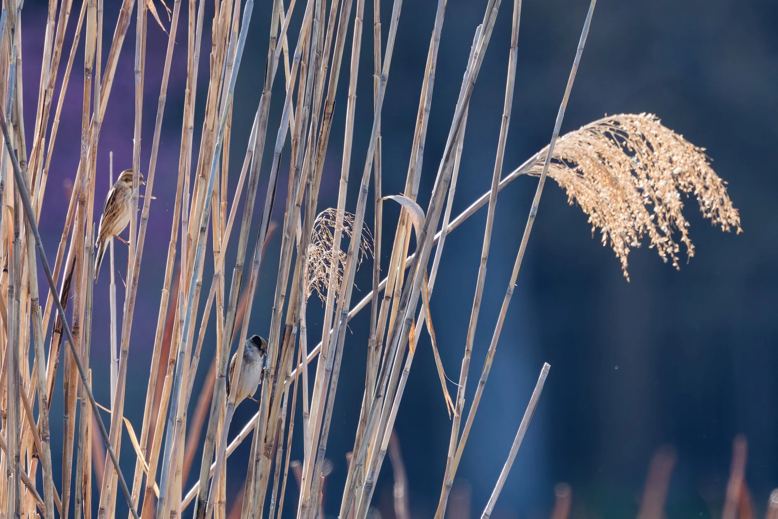 Reed Bunting (1).jpg