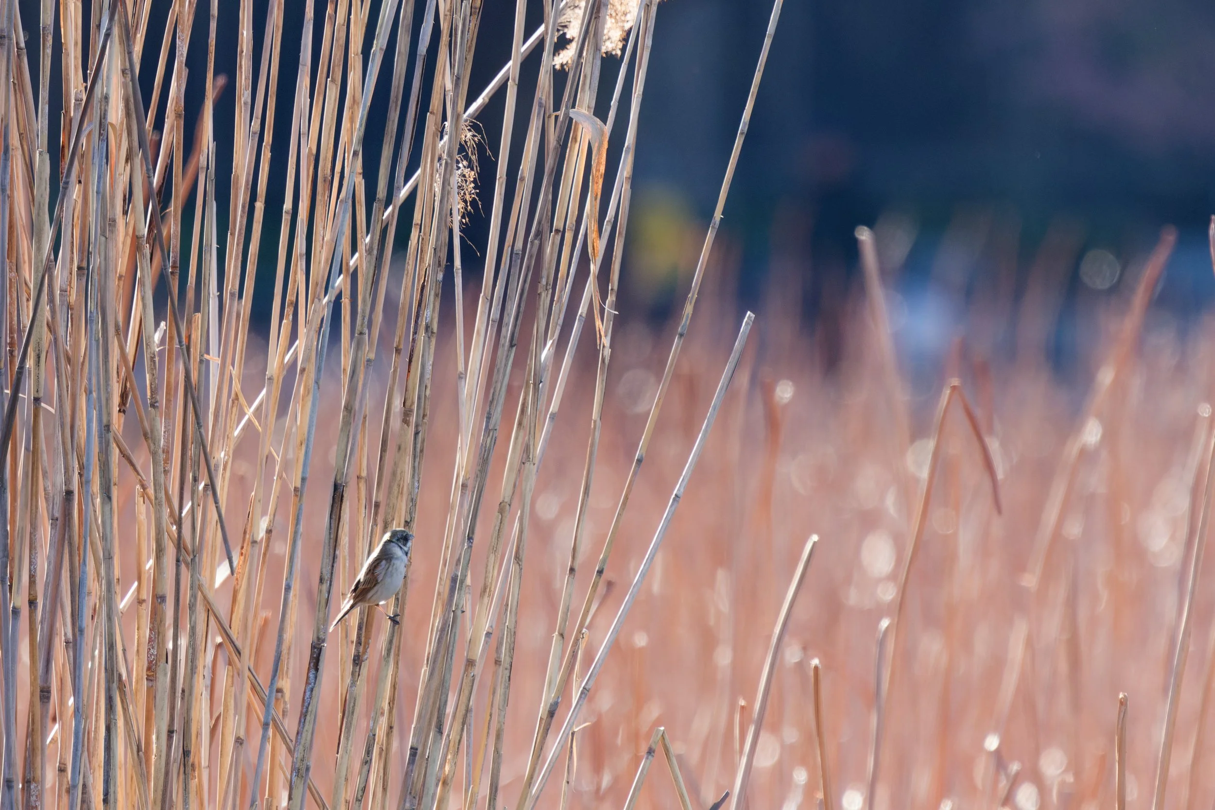 Reed Bunting (2).jpg