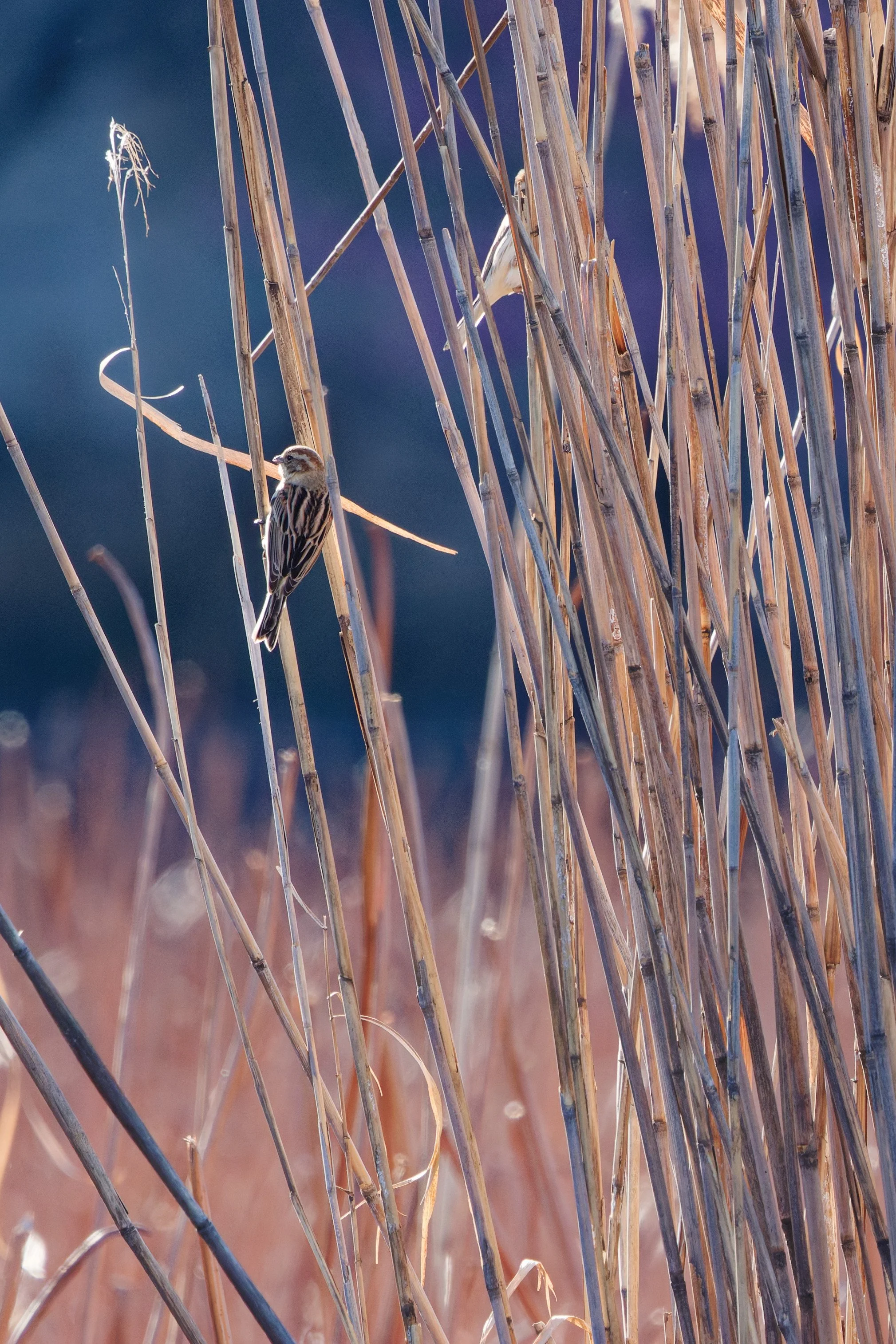 Reed Bunting (4).jpg