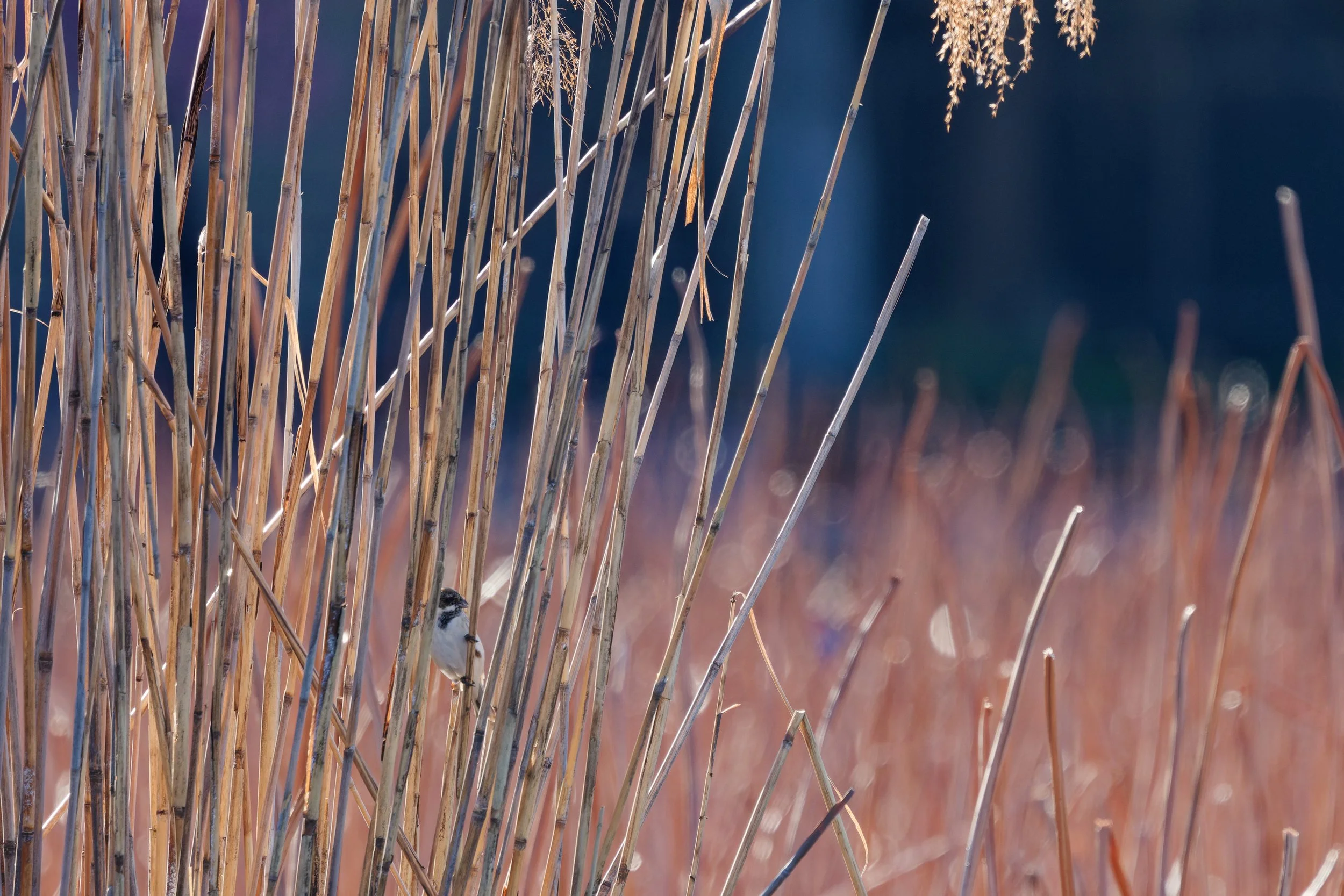 Reed Bunting (3).jpg