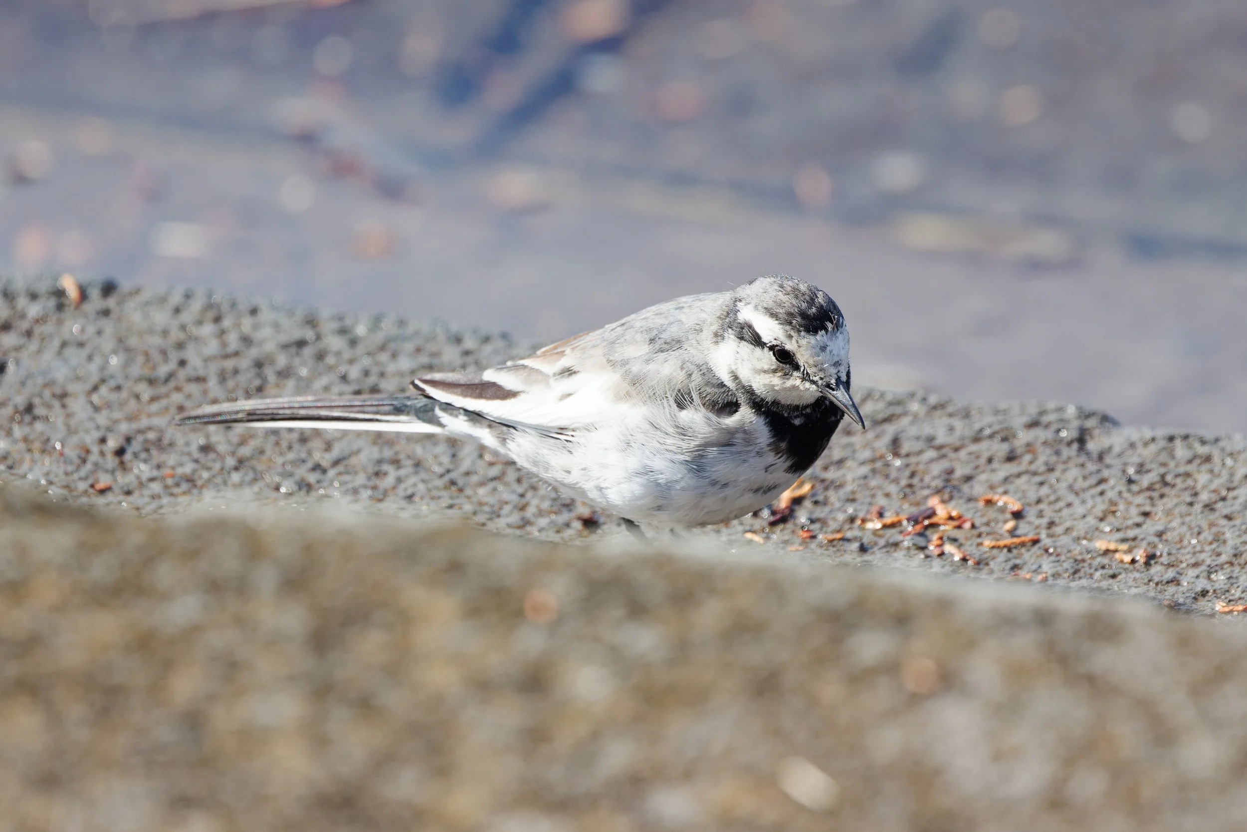 White Wagtail (4).jpg