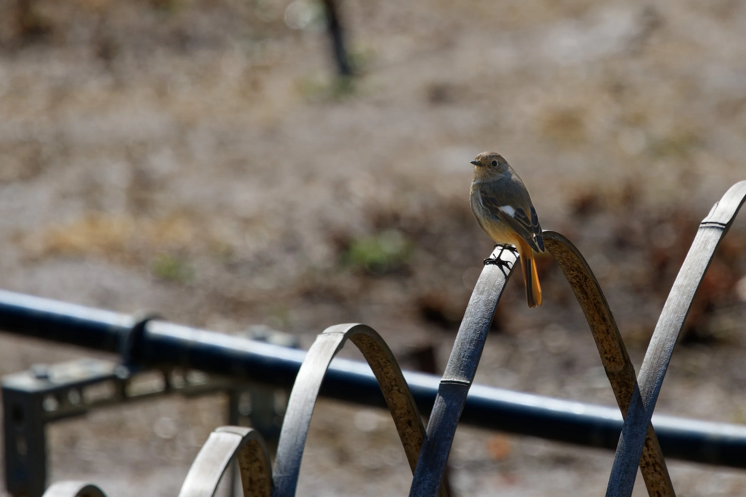 Daurian Redstart.jpg