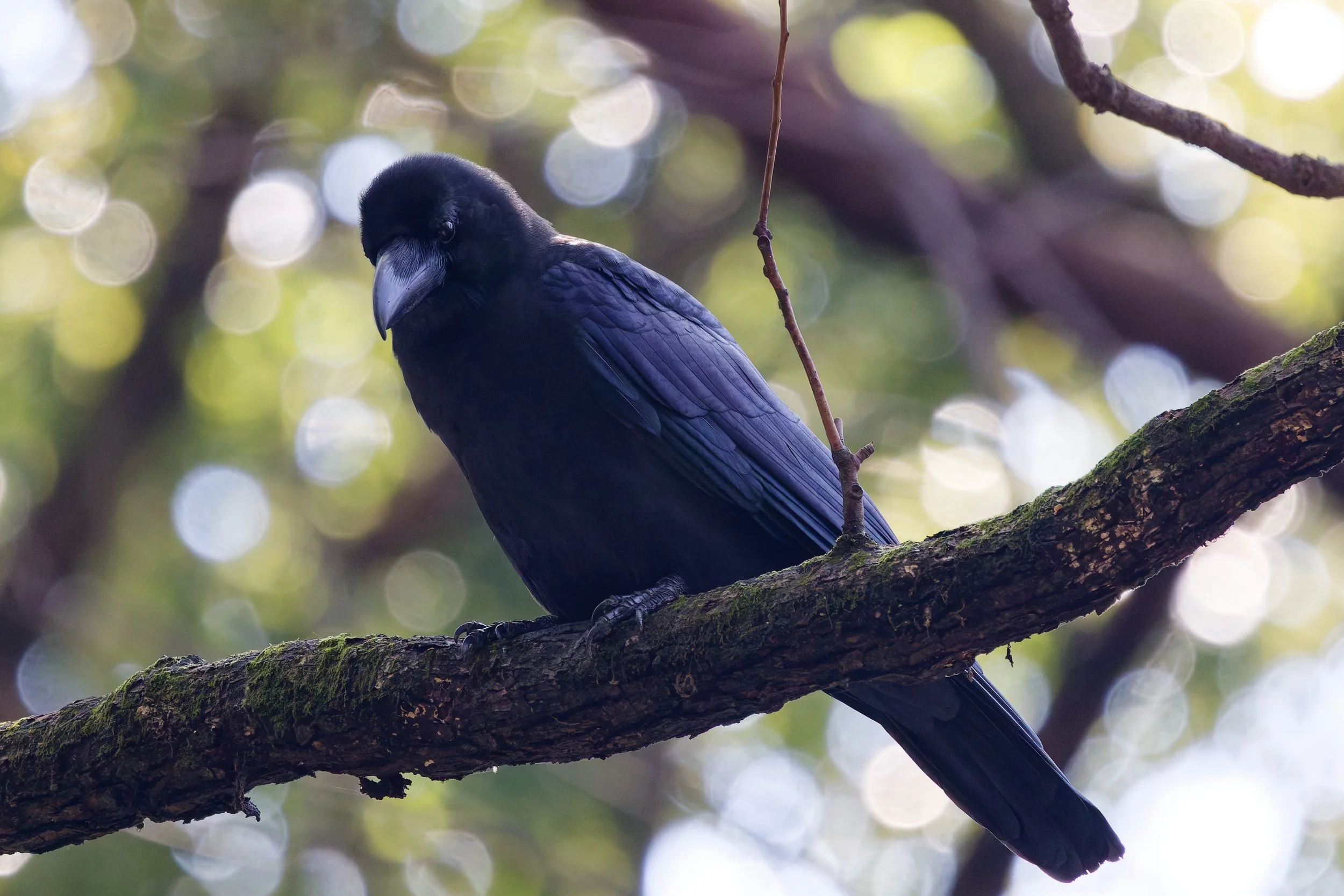Large-billed Crow (2).jpg