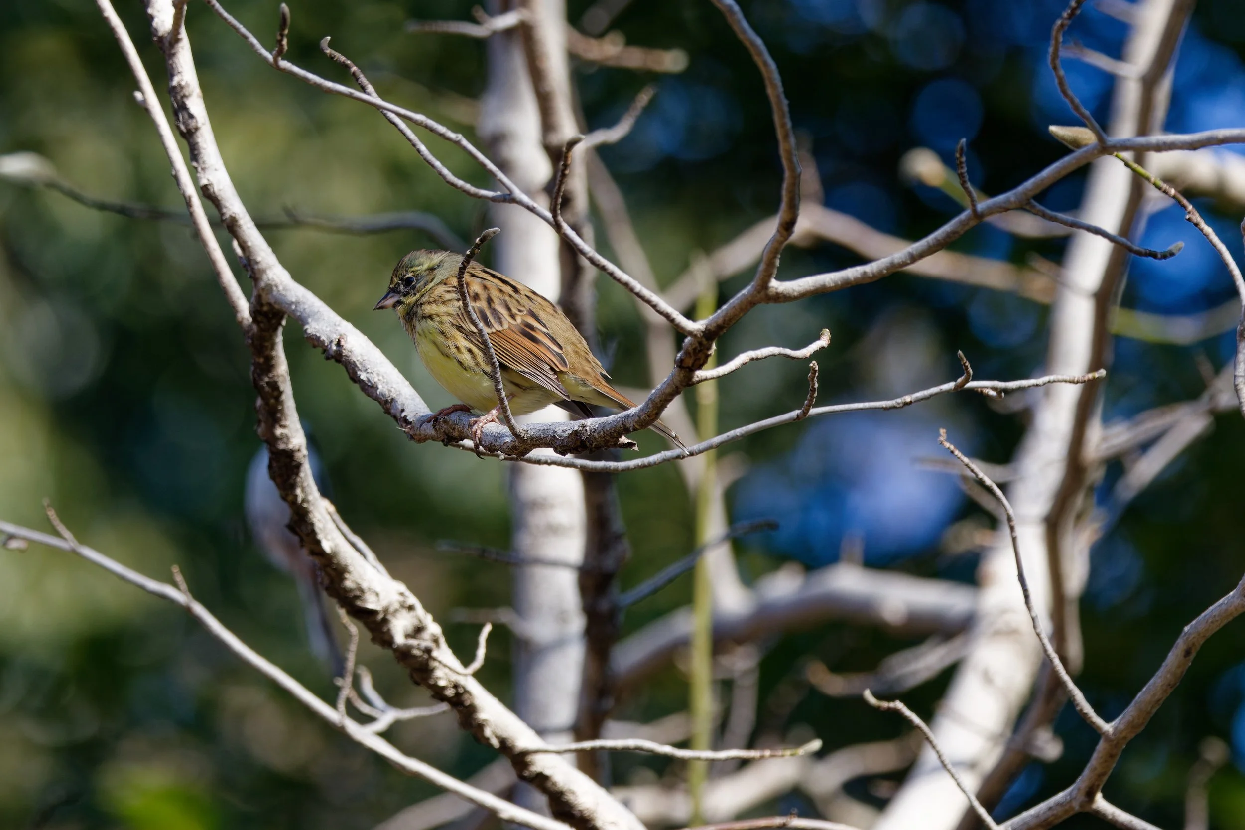 Masked Bunting (1).jpg