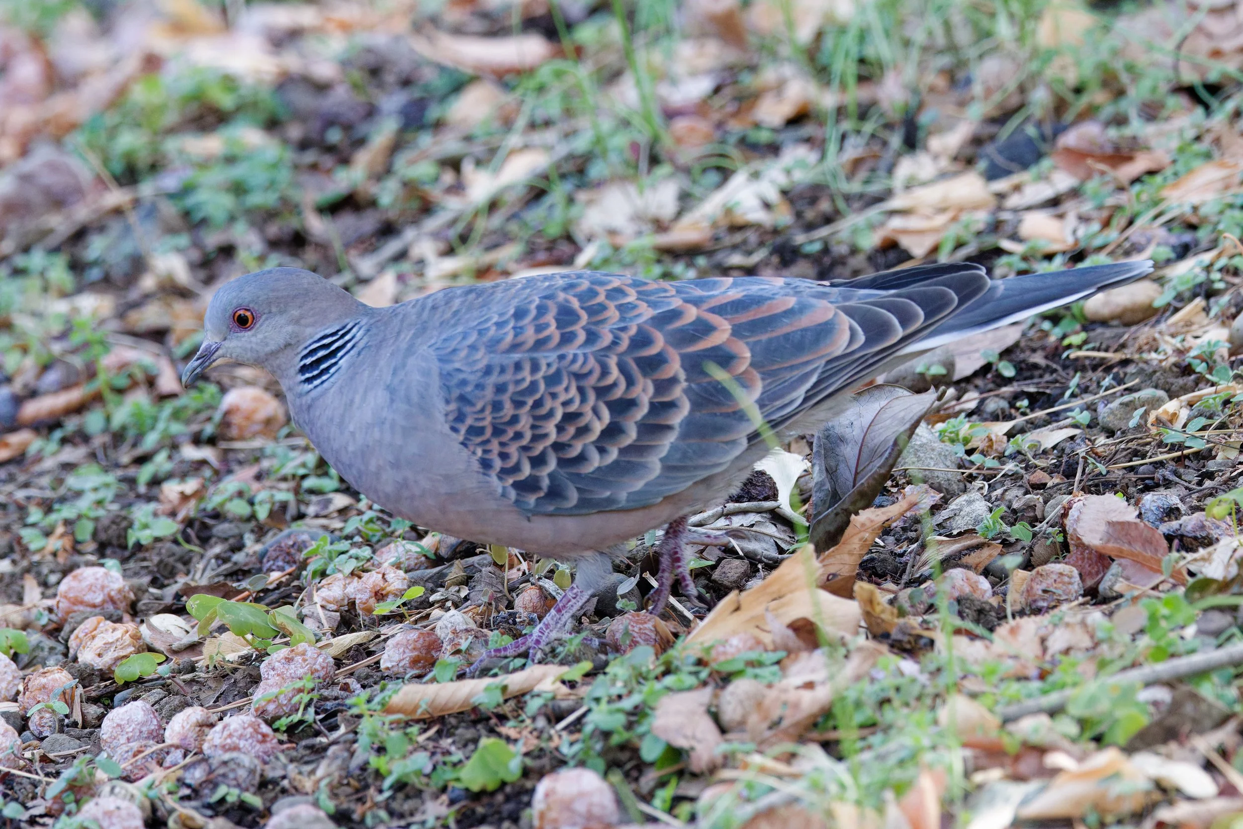 Oriental Turtle-dove (2).jpg