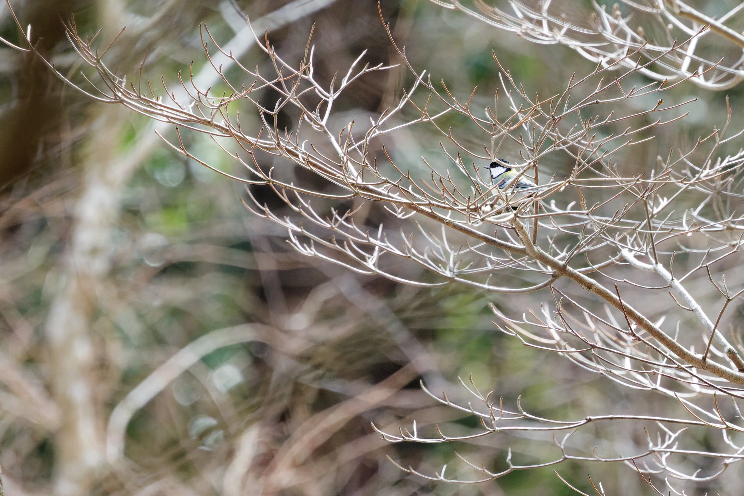 Asian Tit (2).jpg