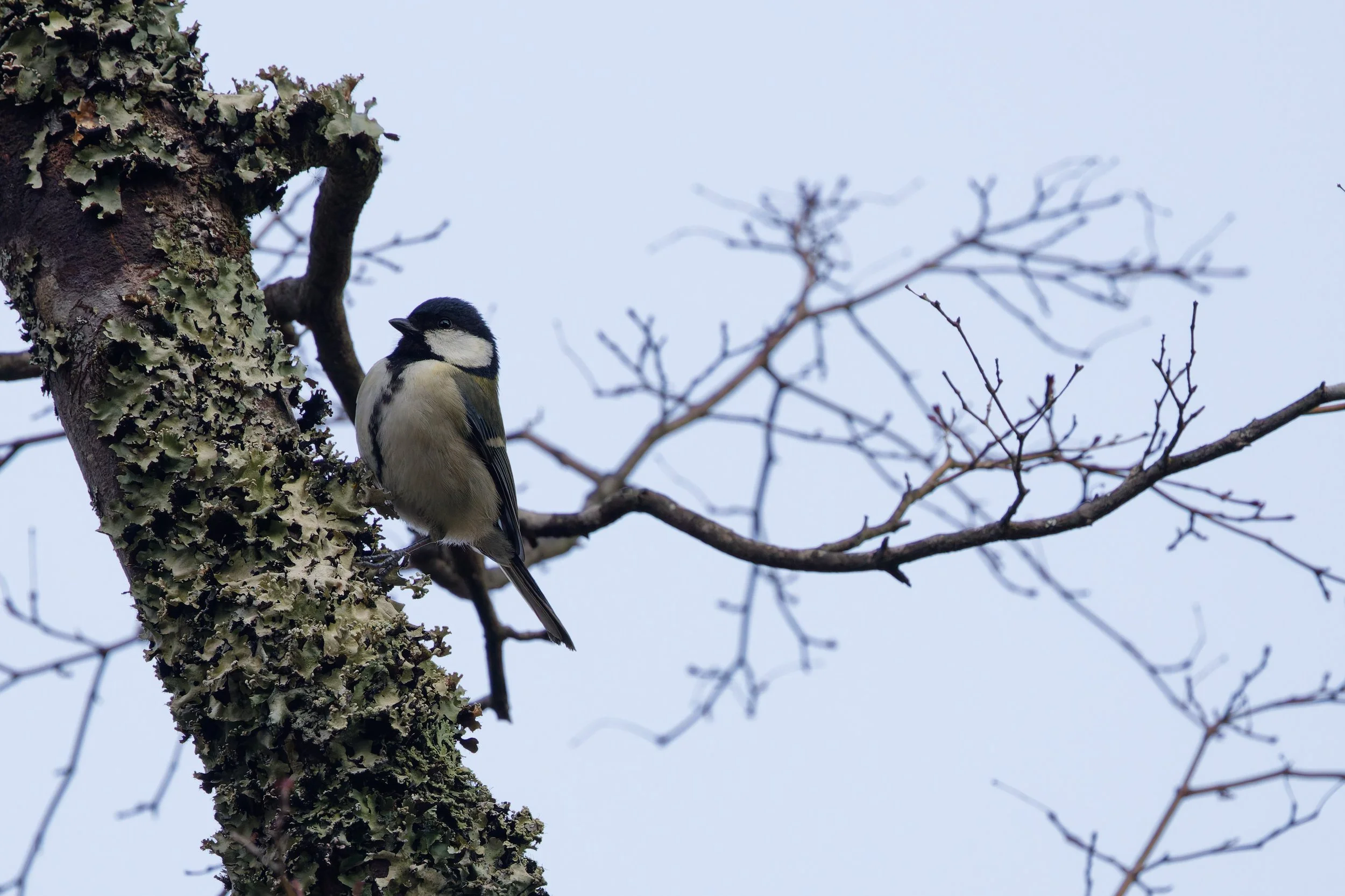 Asian Tit (4).jpg