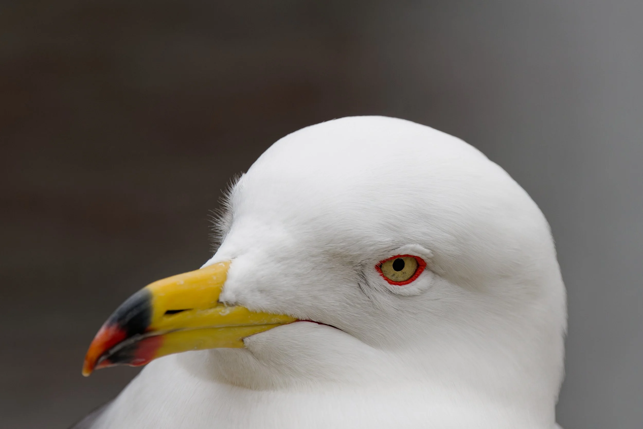 Black-tailed Gull (1).jpg