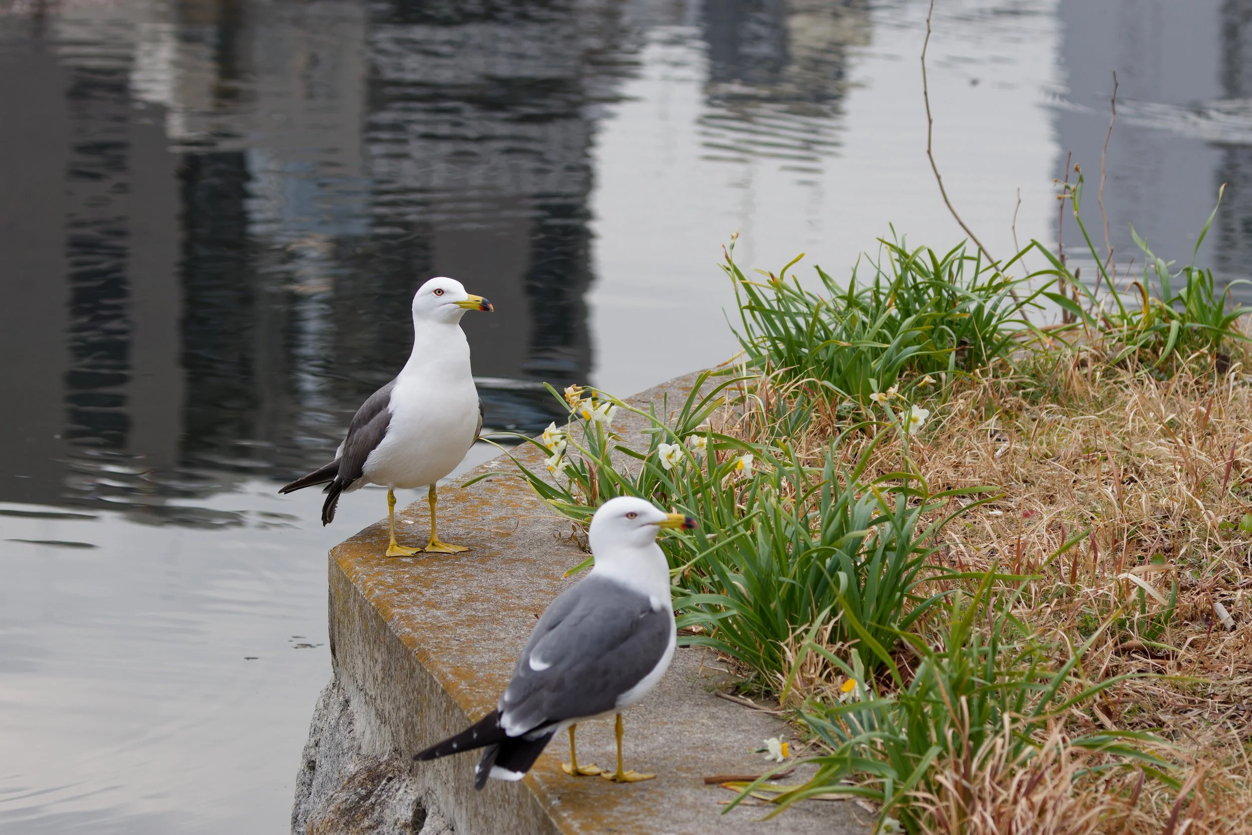 Black-tailed Gull (2).jpg