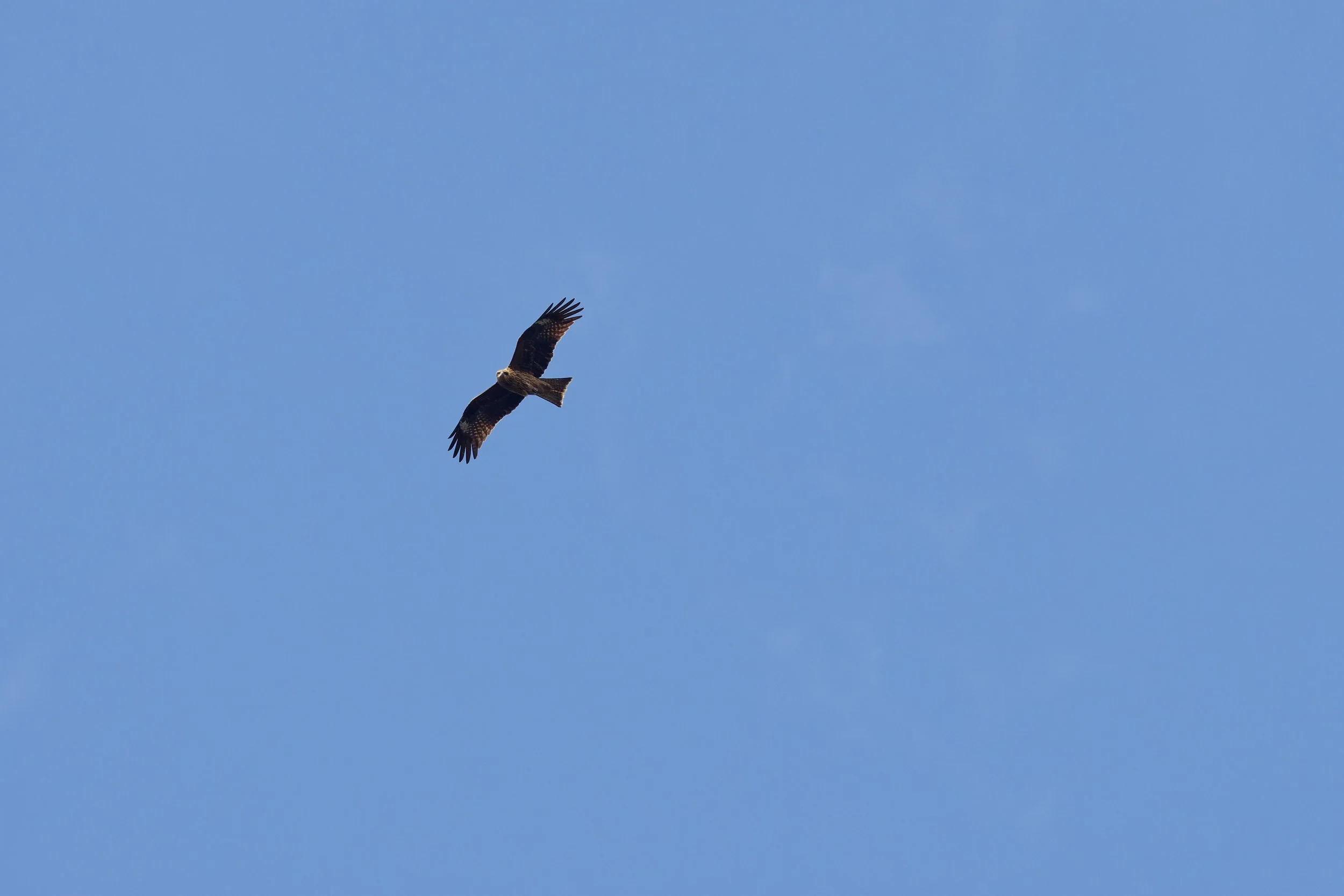 Black Kite (2).jpg