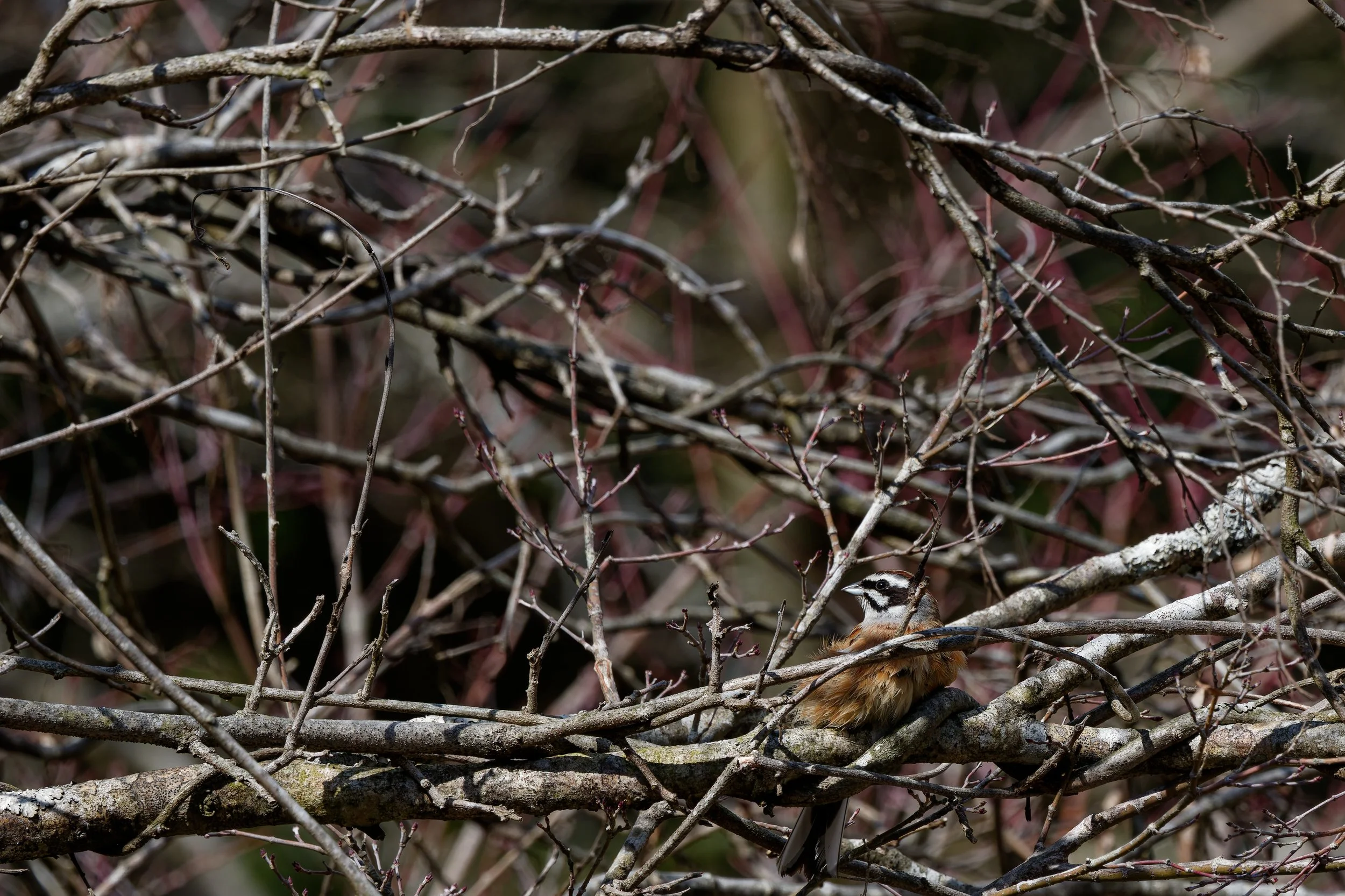 Meadow Bunting (3).jpg