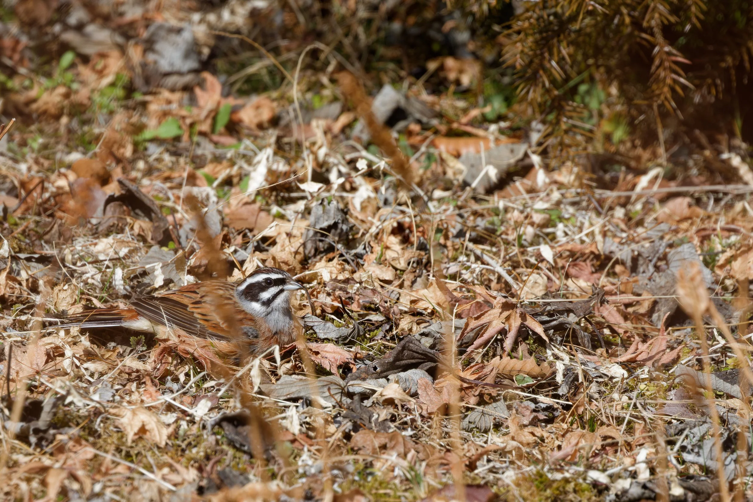 Meadow Bunting (6).jpg