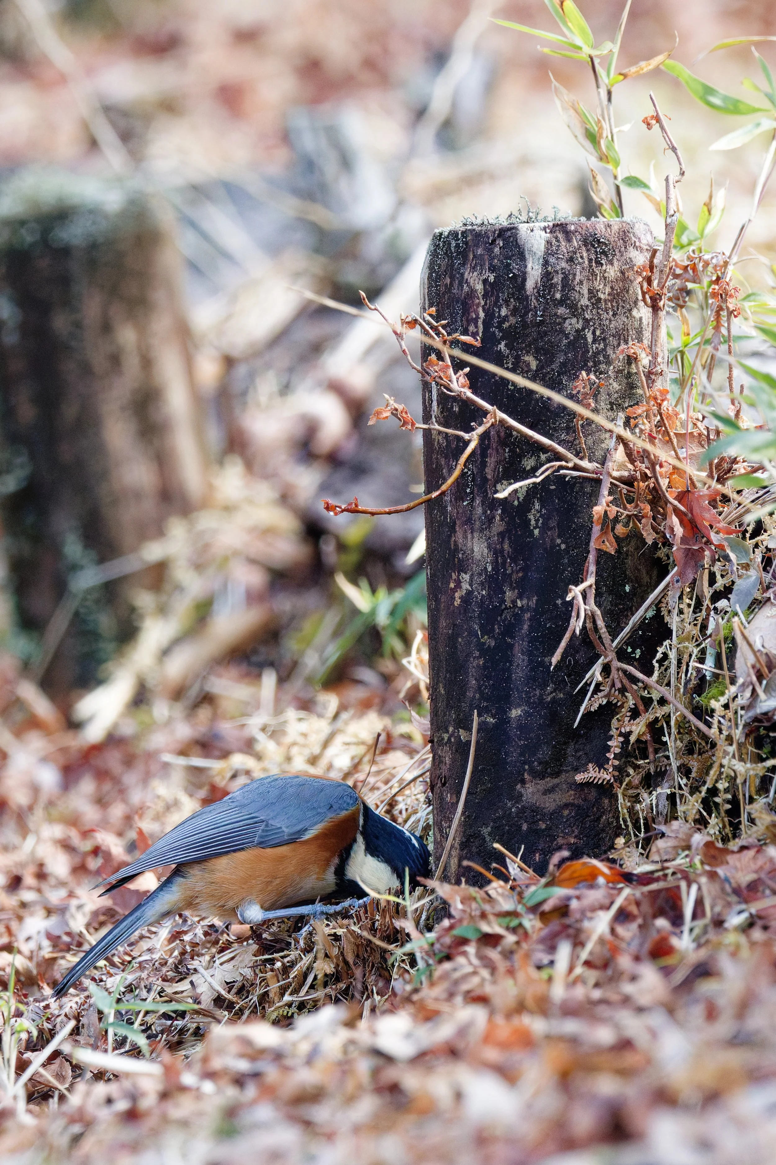 Varied Tit (2).jpg